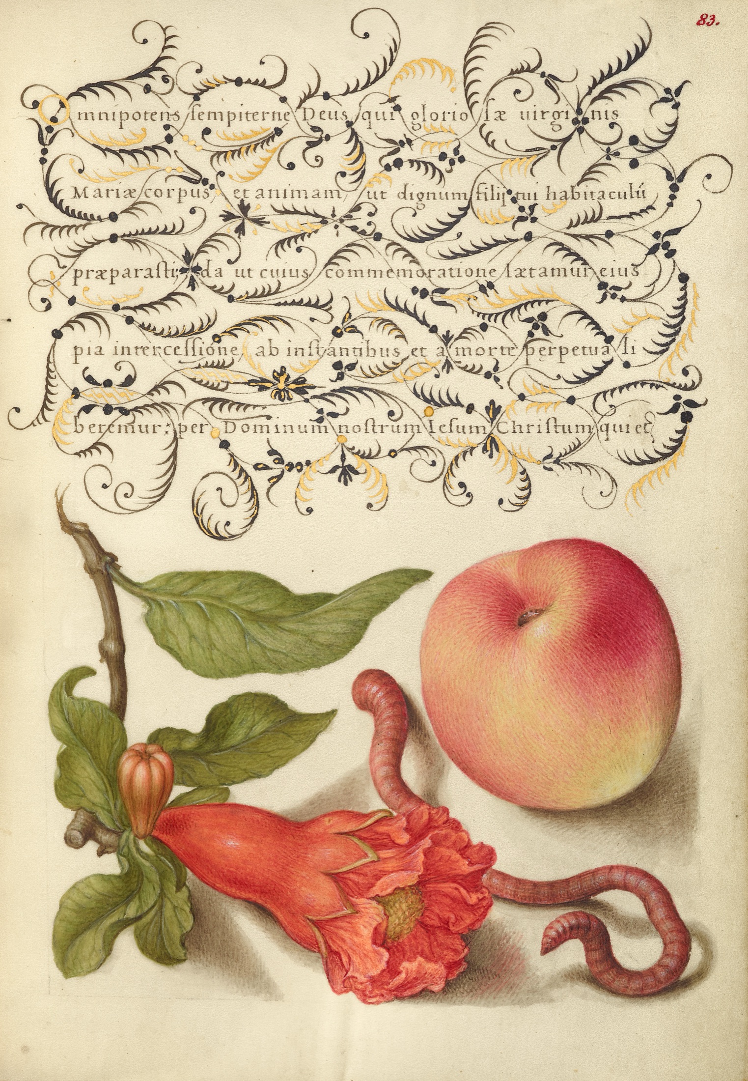 Pomegranate, Worm, and Peach — Joris Hoefnagel (Illuminator); Georg Bocskay (Scribe)