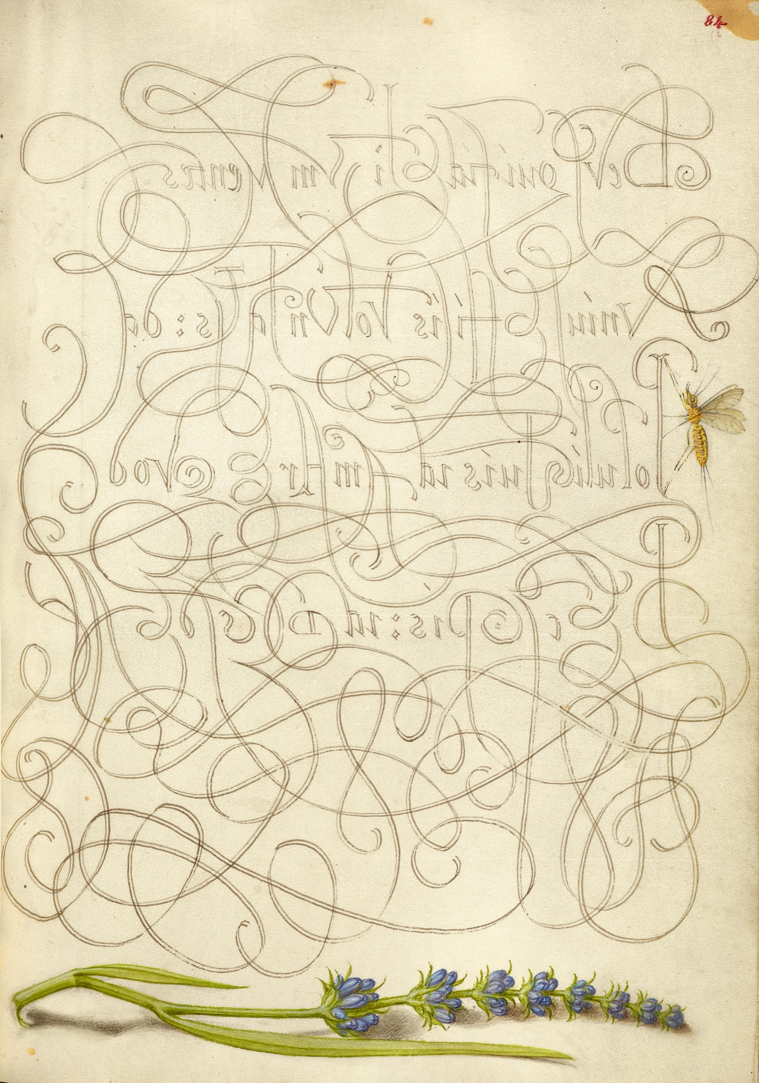 Insect and Hyssop — Joris Hoefnagel (Illuminator); Georg Bocskay (Scribe)