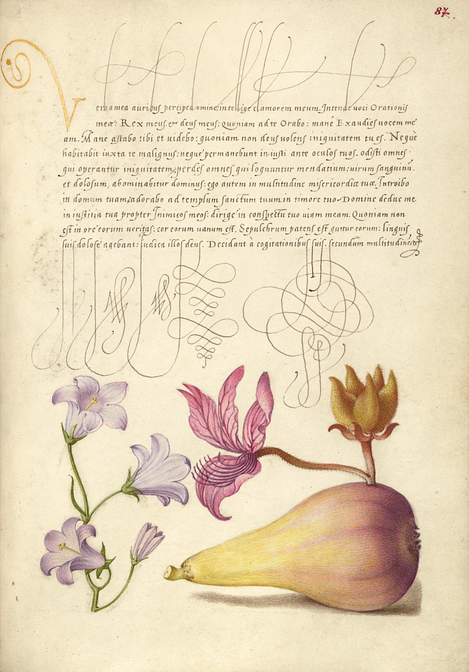 Rampion, Dittany, and Pear — Joris Hoefnagel (Illuminator); Georg Bocskay (Scribe)