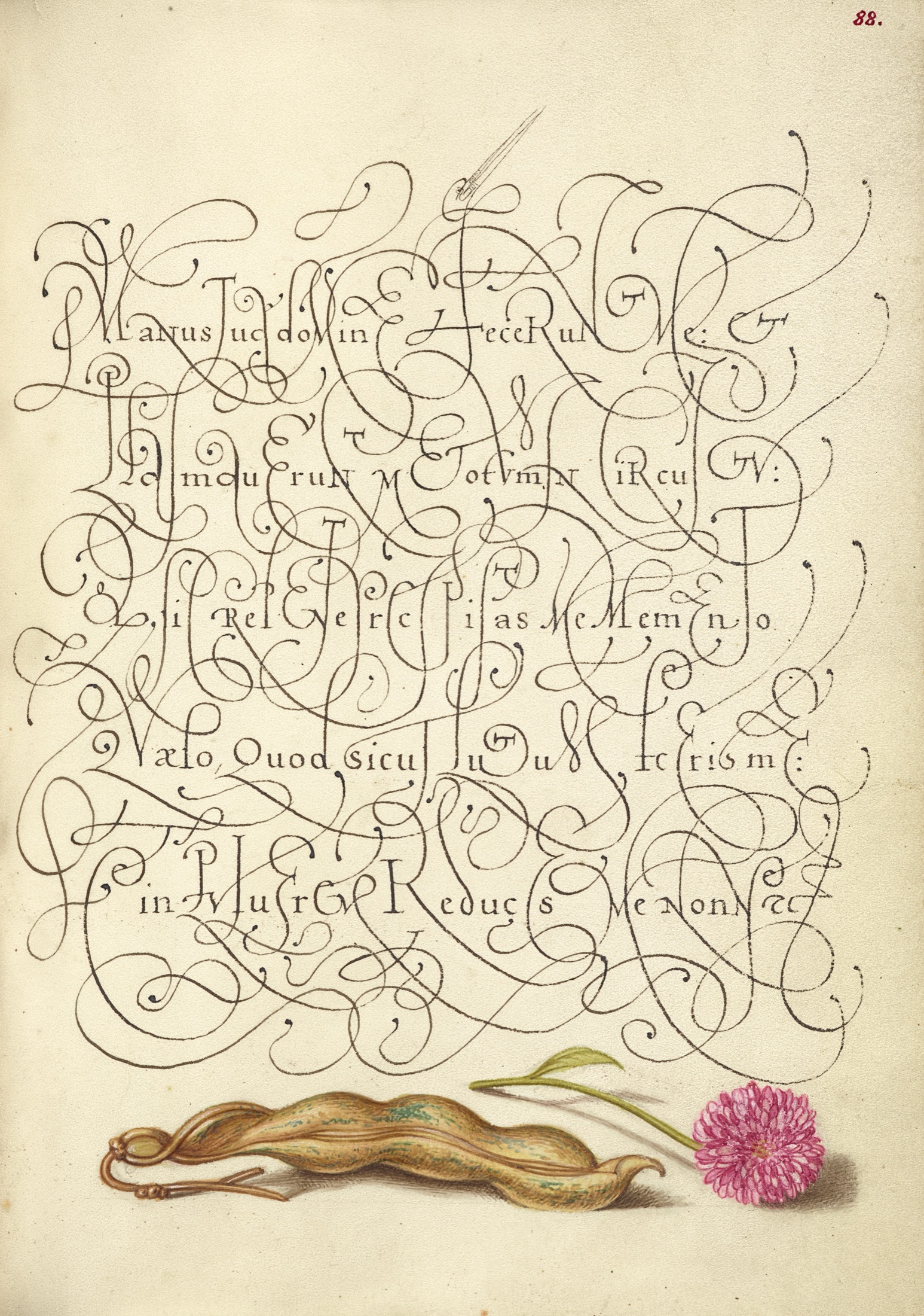 Kidney Bean and English Daisy — Joris Hoefnagel (Illuminator); Georg Bocskay (Scribe)