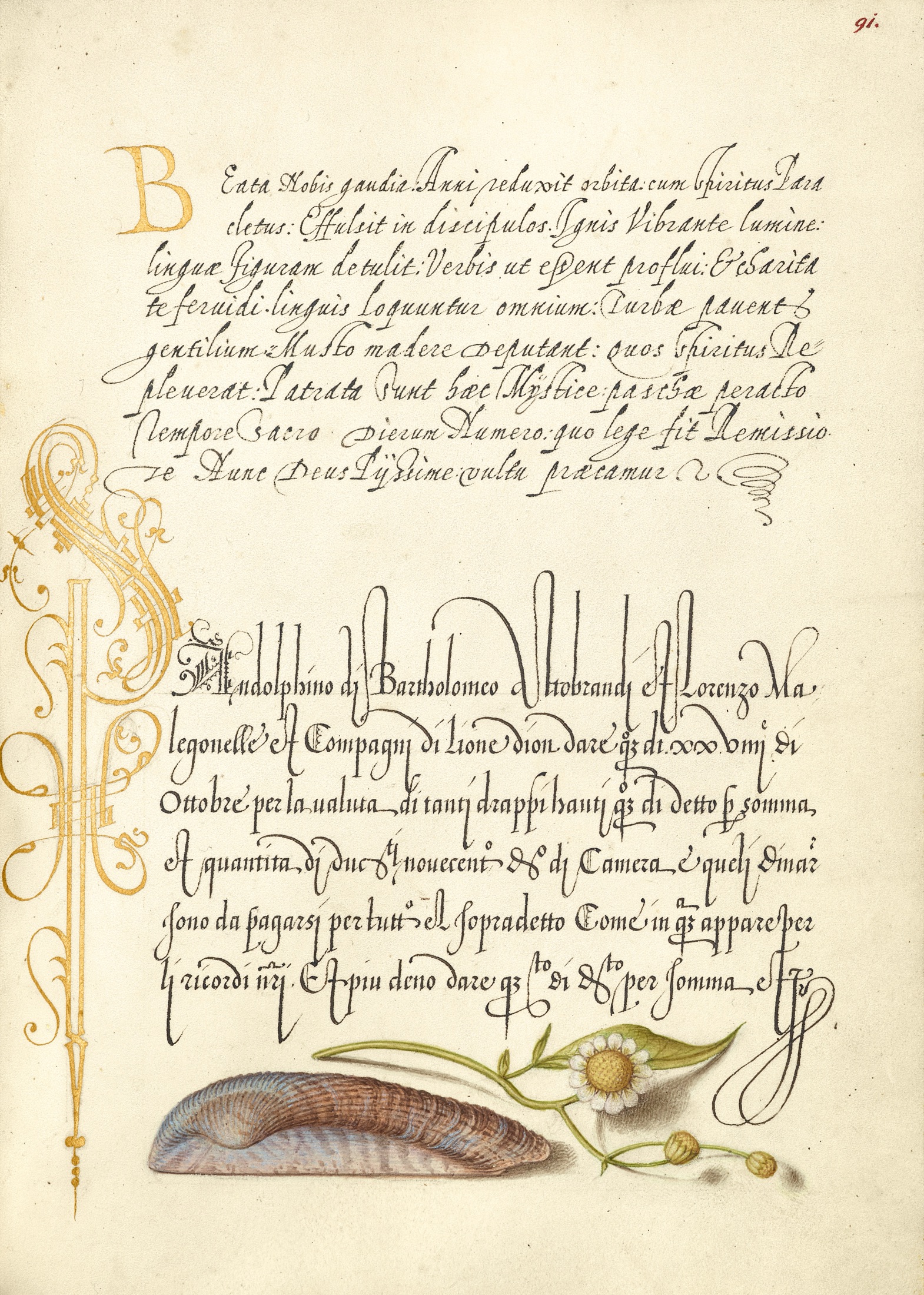 Noah's Ark Shell and Sneezewort — Joris Hoefnagel (Illuminator); Georg Bocskay (Scribe)