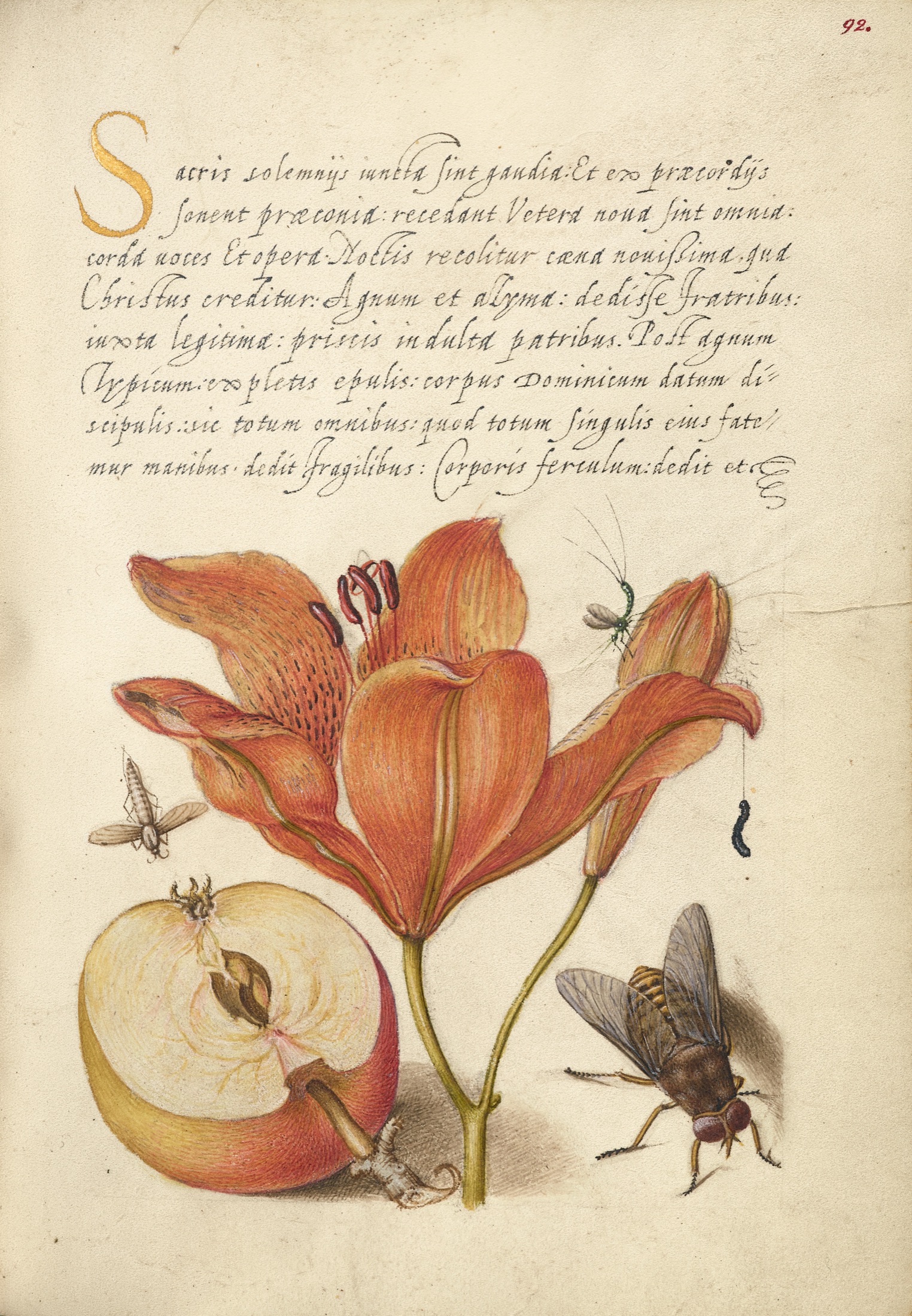 Insects, Orange Lily, Caterpillar, Apple, and Horse Fly — Joris Hoefnagel (Illuminator); Georg Bocskay (Scribe)