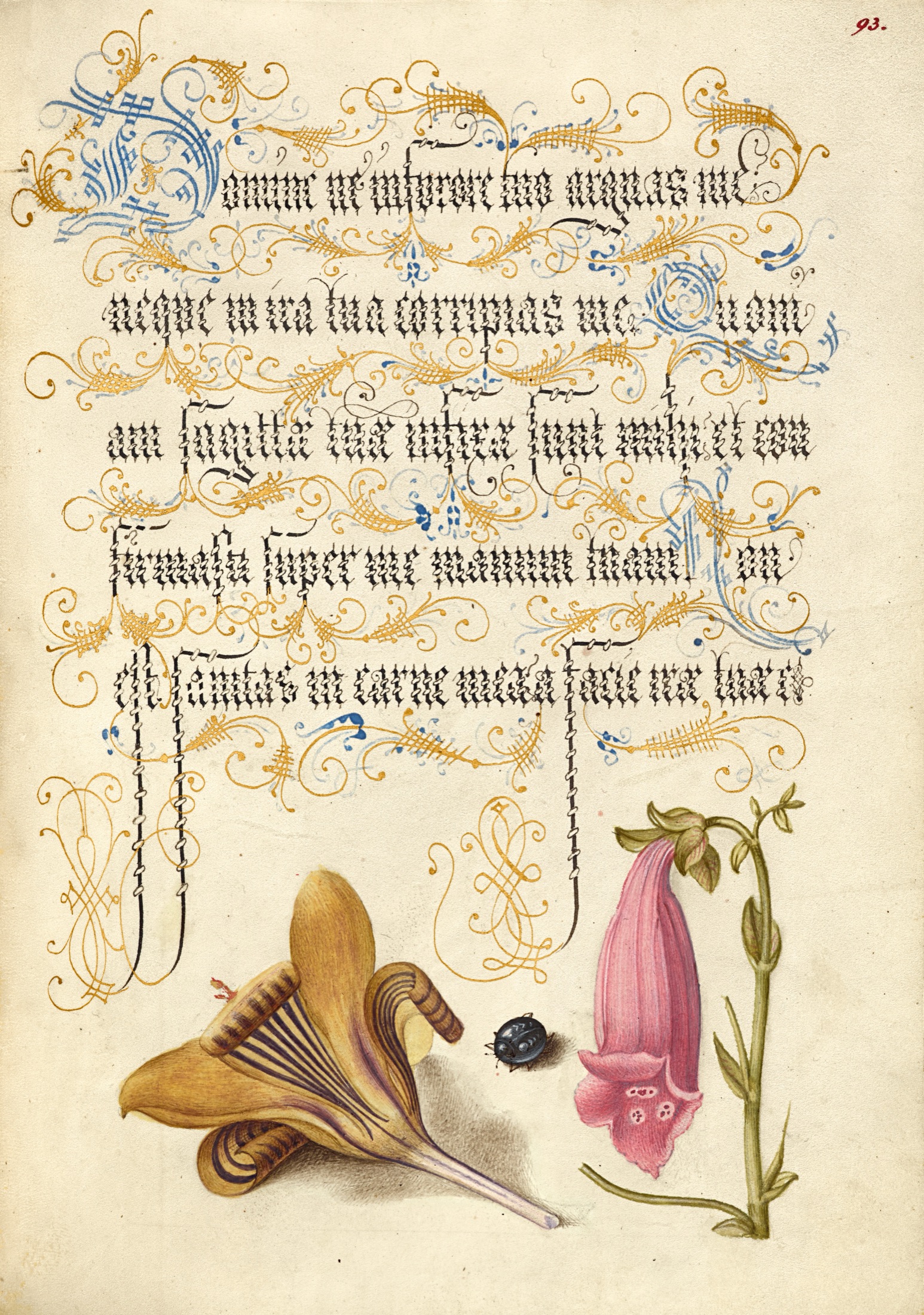 Cloth-of-Gold Crocus, Beetle, and Foxglove — Joris Hoefnagel (Illuminator); Georg Bocskay (Scribe)