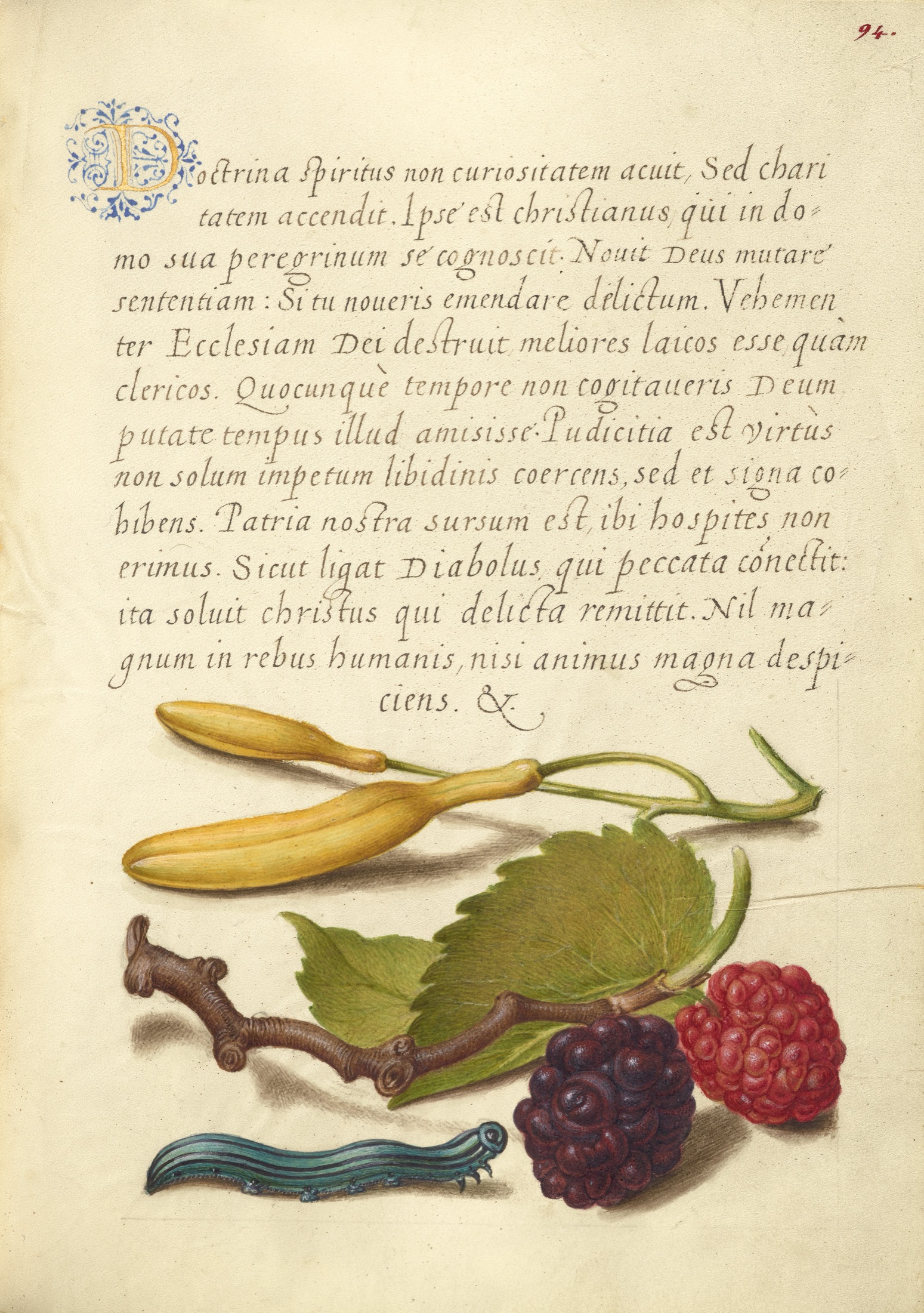 Hyacinth, Black Mulberry, and Caterpillar — Joris Hoefnagel (Illuminator); Georg Bocskay (Scribe)