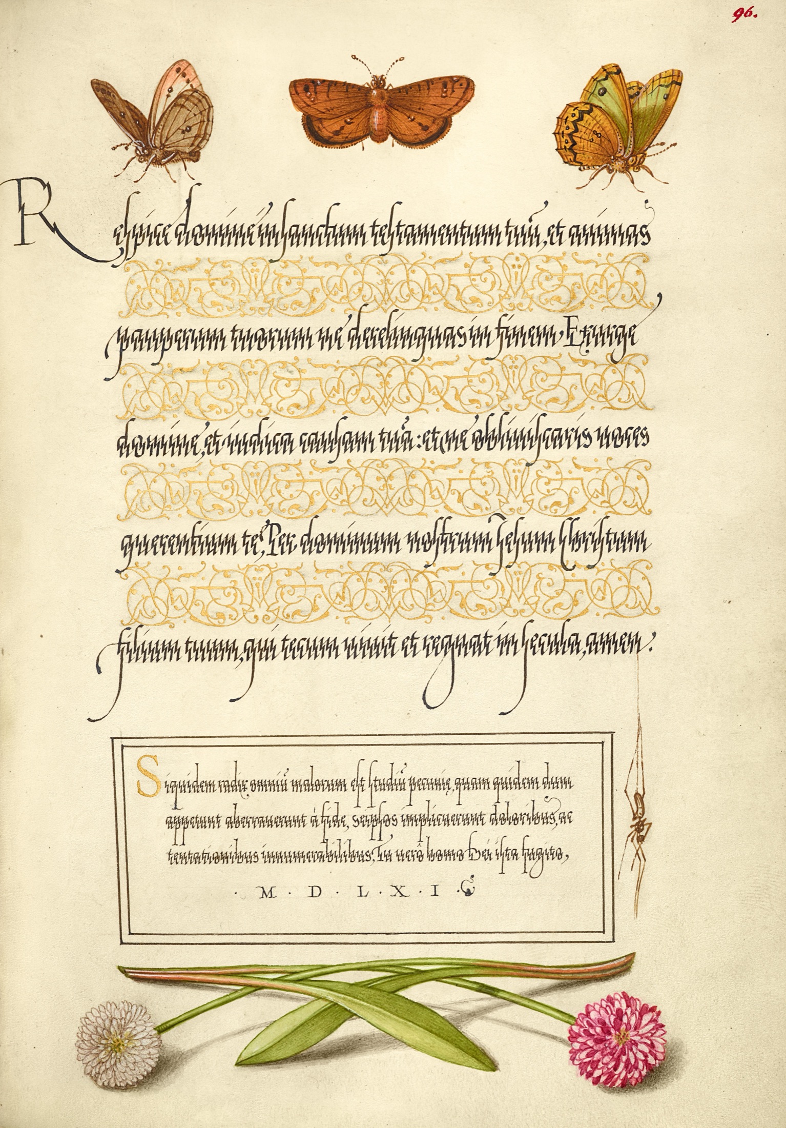 Butterflies, Moth, Spider, and English Daisies — Joris Hoefnagel (Illuminator); Georg Bocskay (Scribe)