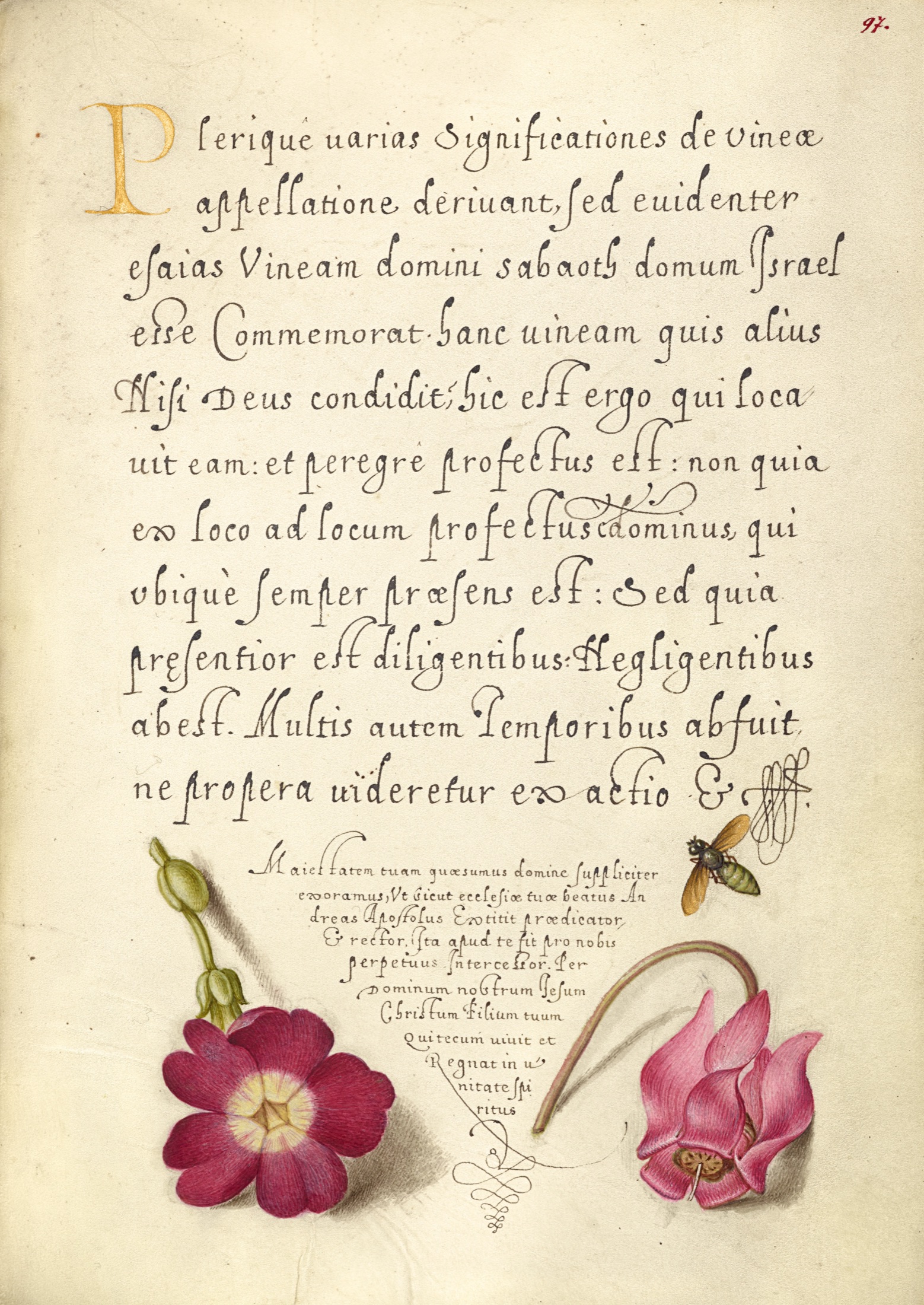 Insect, Balkan Primrose, and Alpine Violet — Joris Hoefnagel (Illuminator); Georg Bocskay (Scribe)