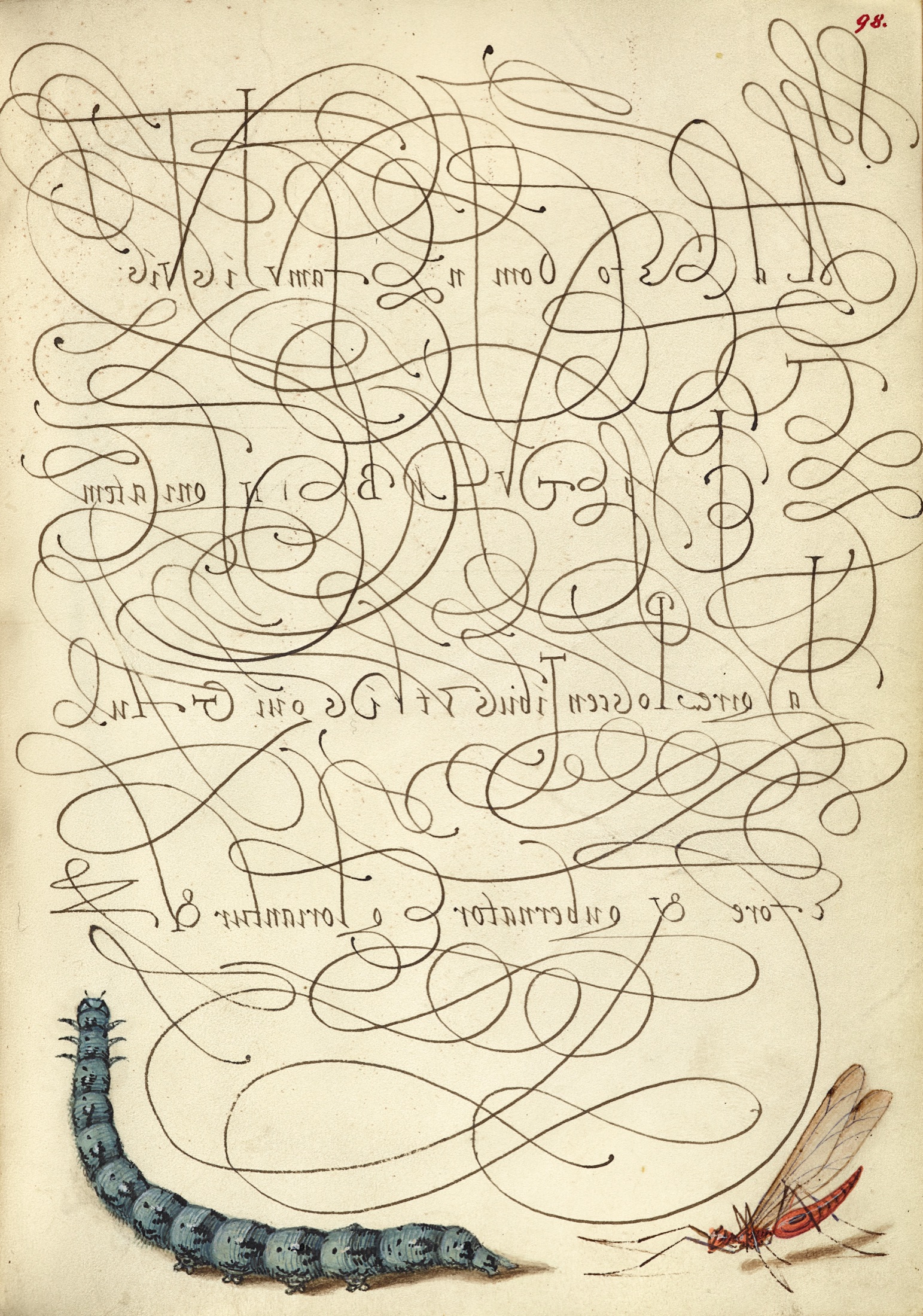 Caterpillar and Insect — Joris Hoefnagel (Illuminator); Georg Bocskay (Scribe)