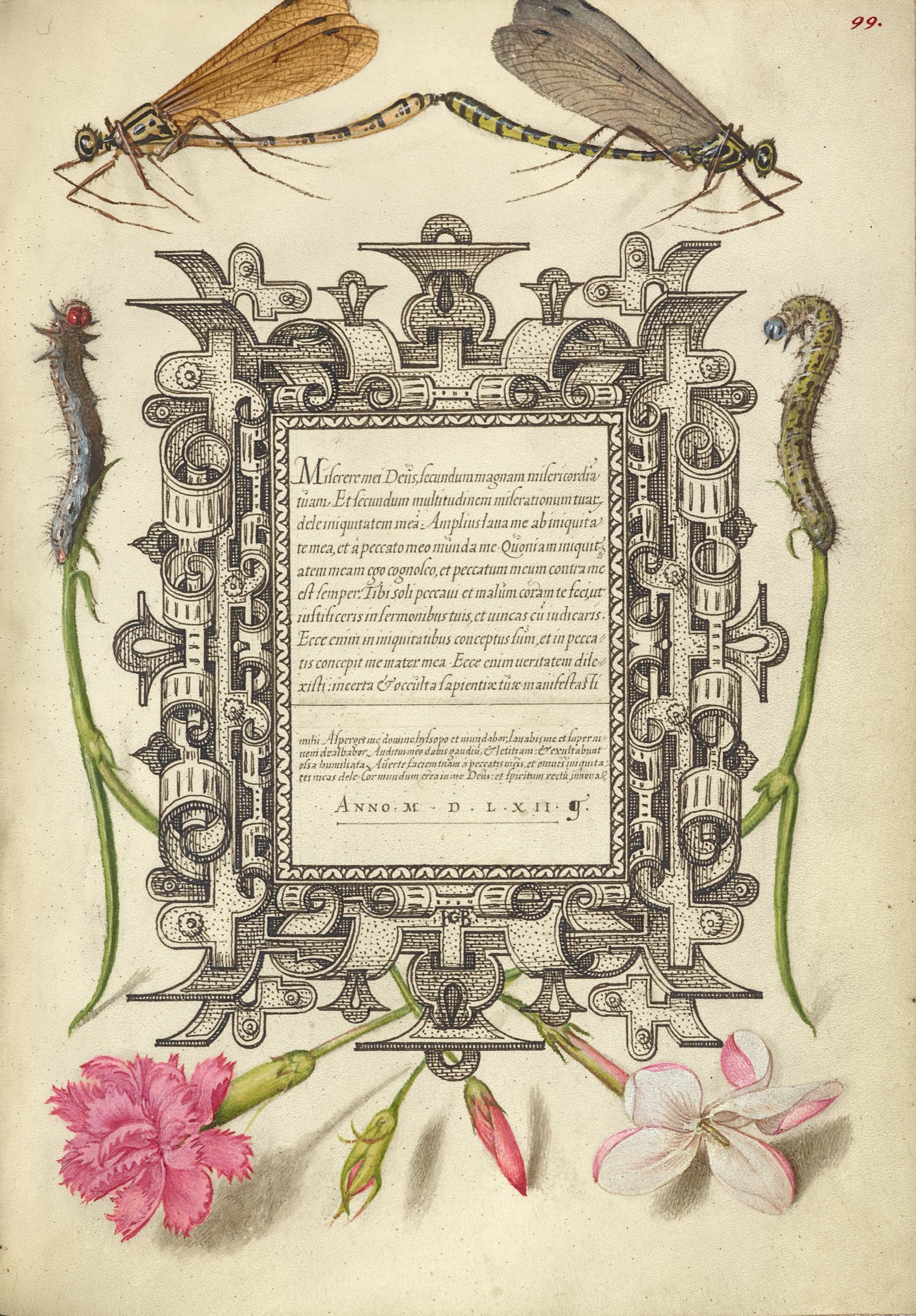 Damselflies, Caterpillars, Carnation, and Poet's Jasmine — Joris Hoefnagel (Illuminator); Georg Bocskay (Scribe)