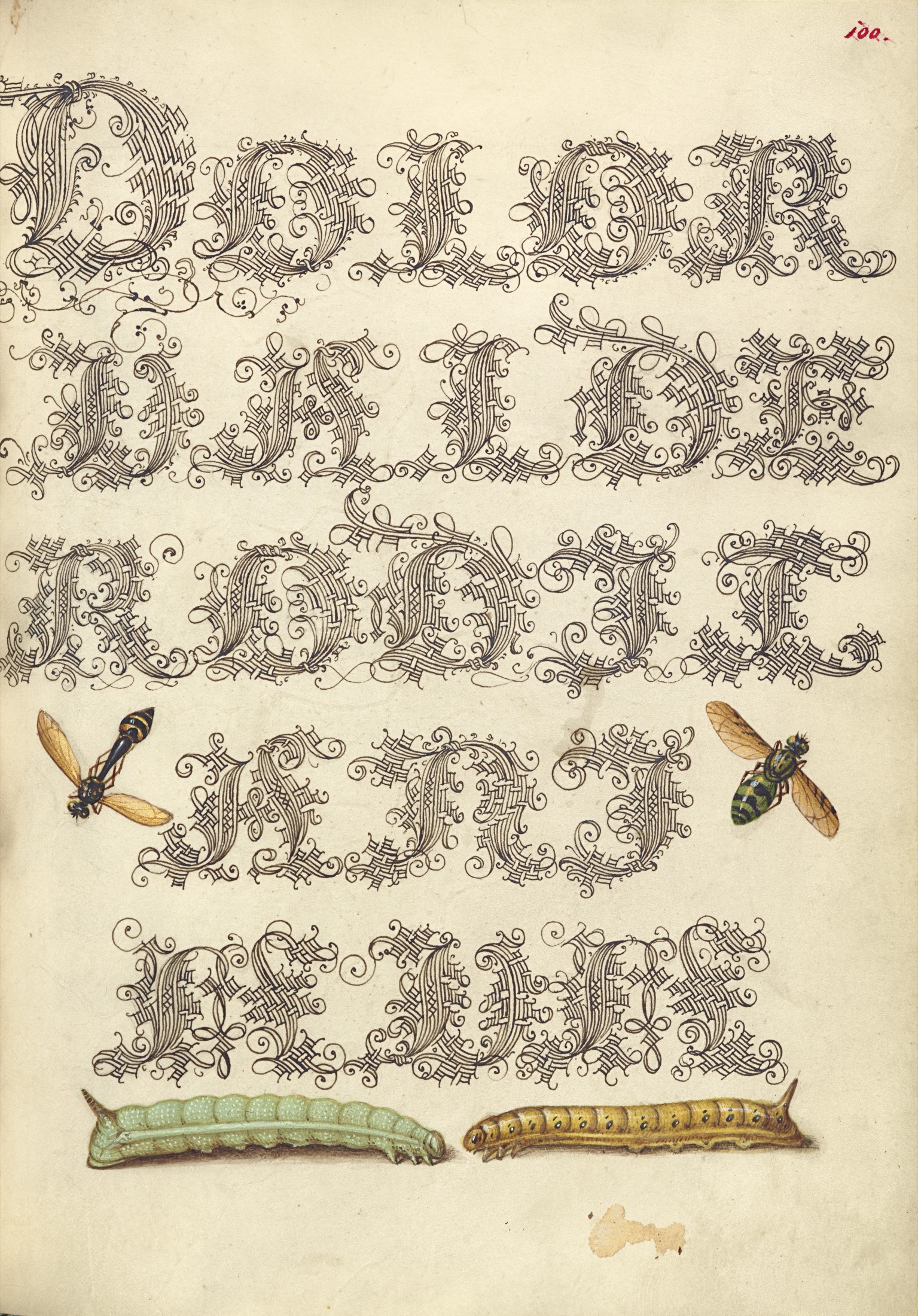 Potter Wasp, Hover Fly, and Caterpillars — Joris Hoefnagel (Illuminator); Georg Bocskay (Scribe)