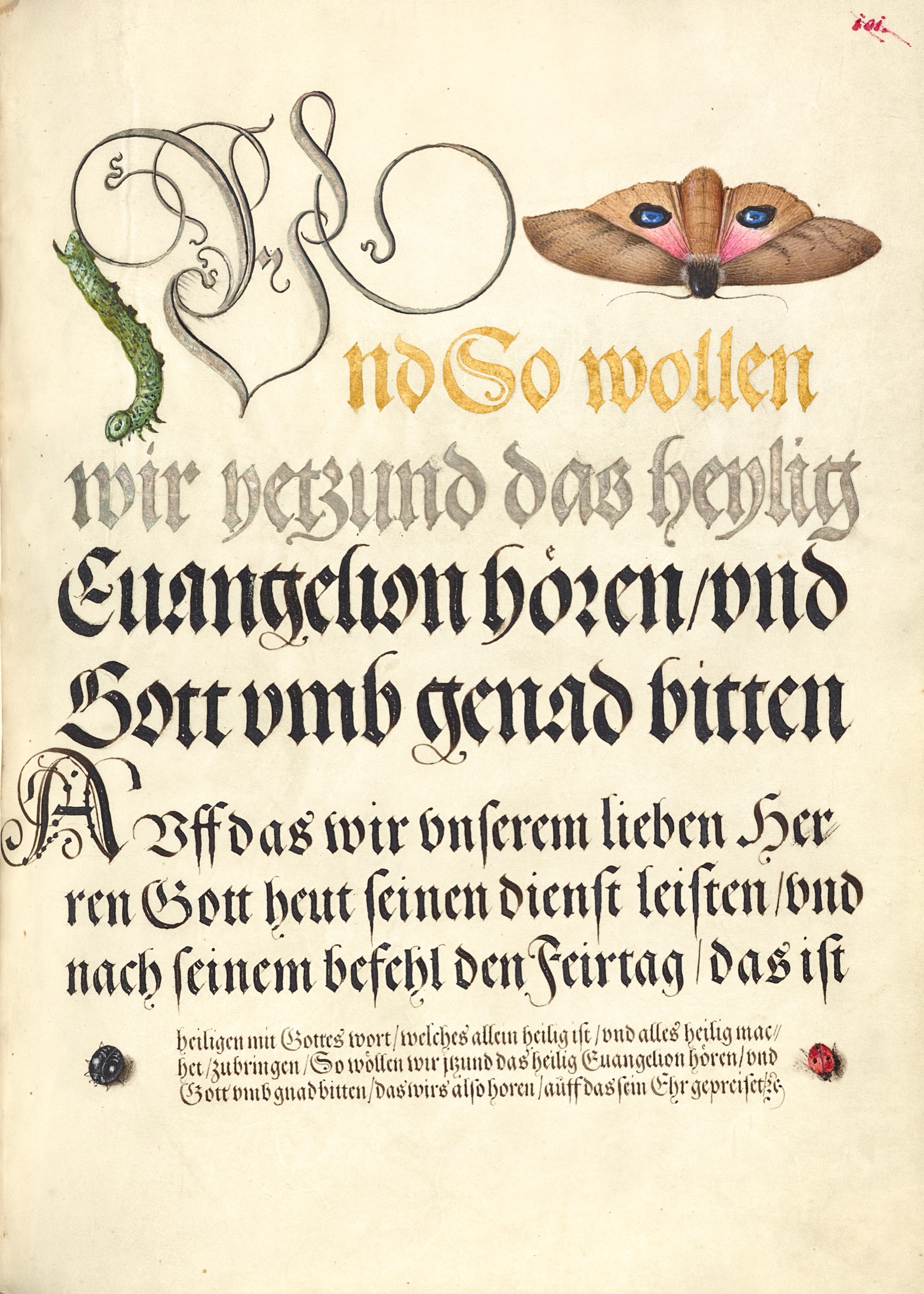 Horntail Caterpillar, Eyed Hawk-Moth, Beetle, Two-Spot Ladybird — Joris Hoefnagel (Illuminator); Georg Bocskay (Scribe)