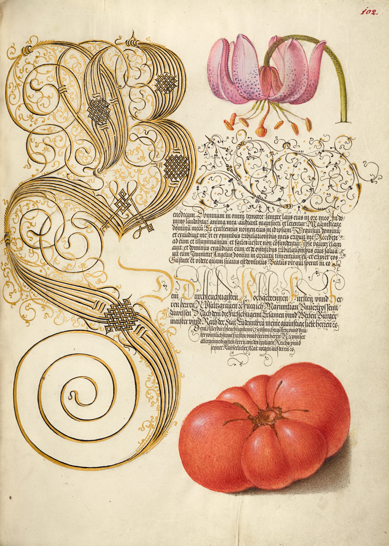 Martagon Lily and Tomato — Joris Hoefnagel (Illuminator); Georg Bocskay (Scribe)