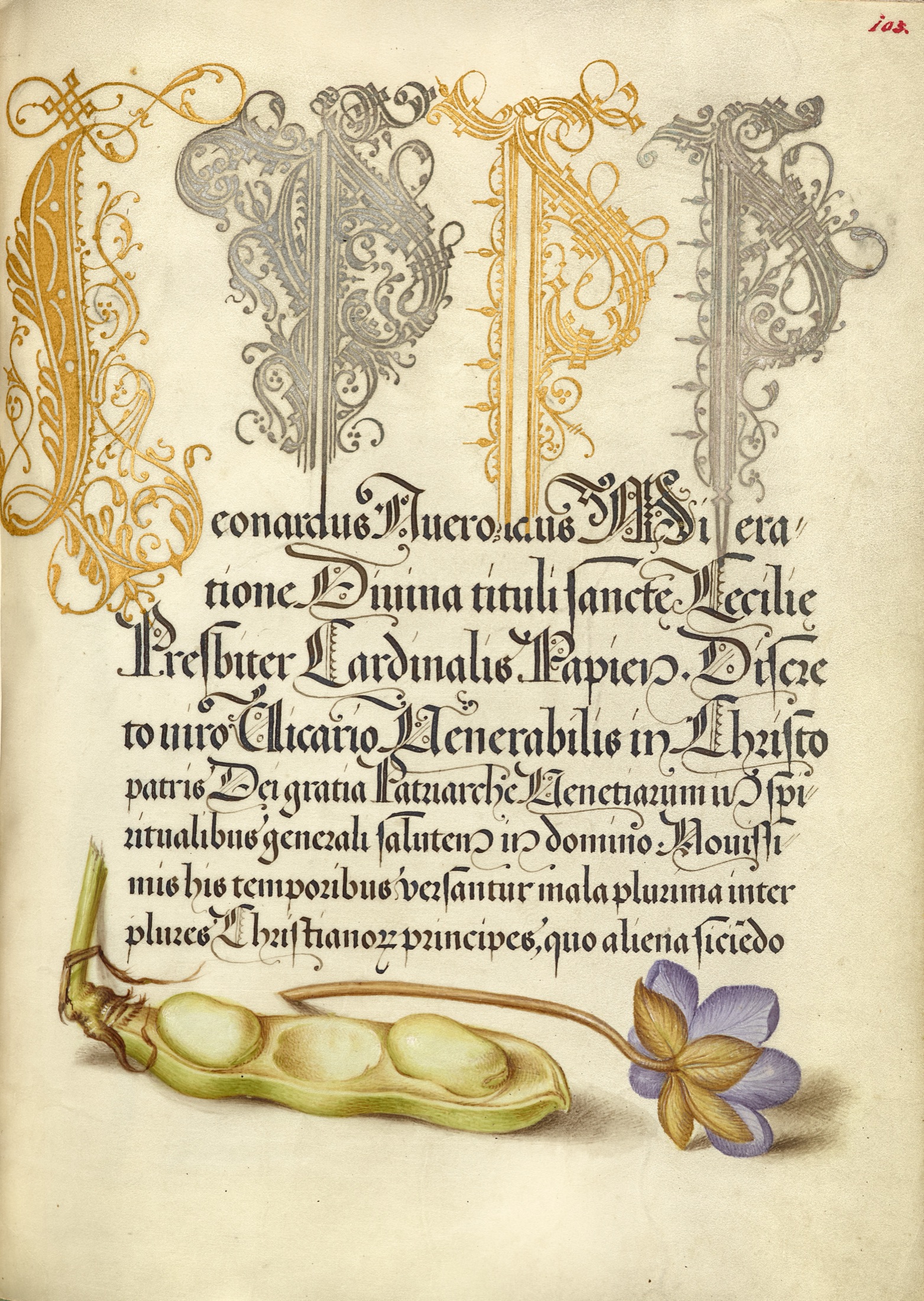 Broad Bean and Liverleaf — Joris Hoefnagel (Illuminator); Georg Bocskay (Scribe)
