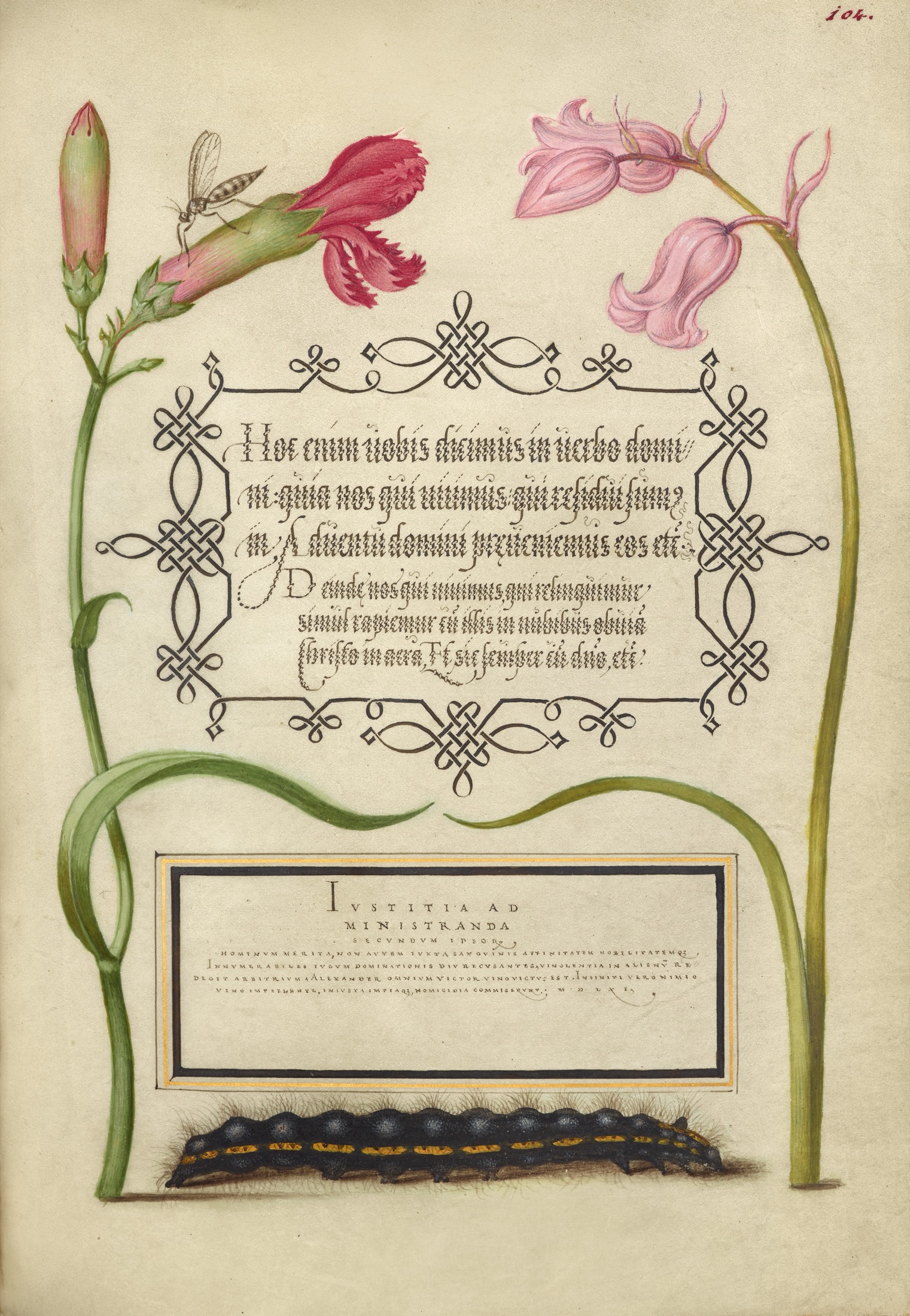 Imaginary Insect, Carnation, Bluebell, and Saturnid Caterpillar — Joris Hoefnagel (Illuminator); Georg Bocskay (Scribe)