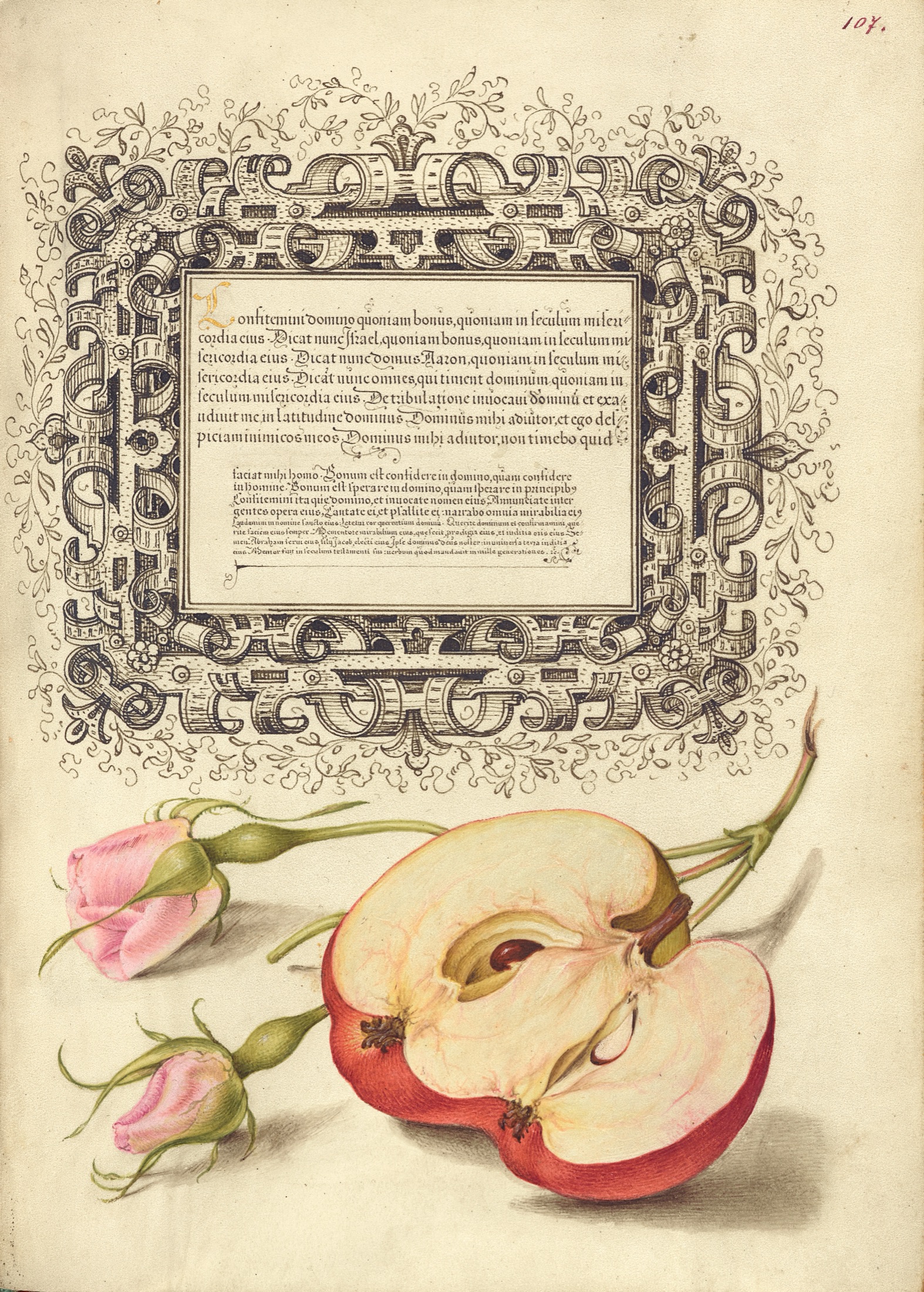 French Rose and Apple — Joris Hoefnagel (Illuminator); Georg Bocskay (Scribe)