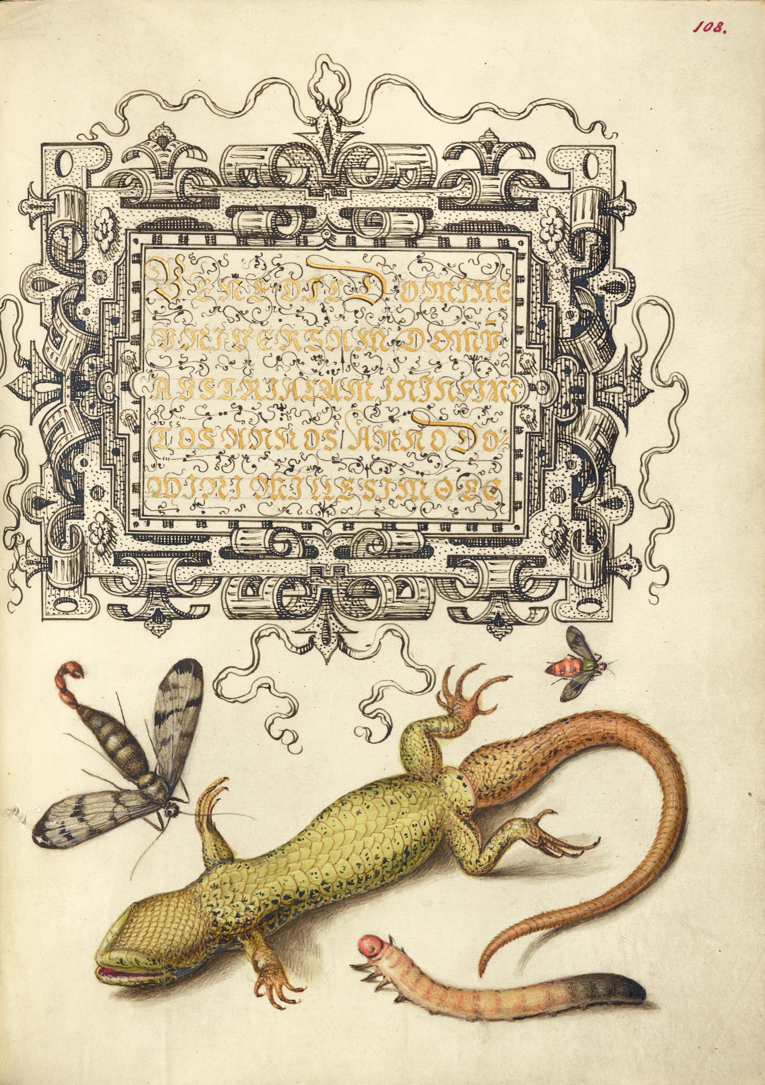 Scorpionfly, Insect, Lizard, and Insect Larva — Joris Hoefnagel (Illuminator); Georg Bocskay (Scribe)