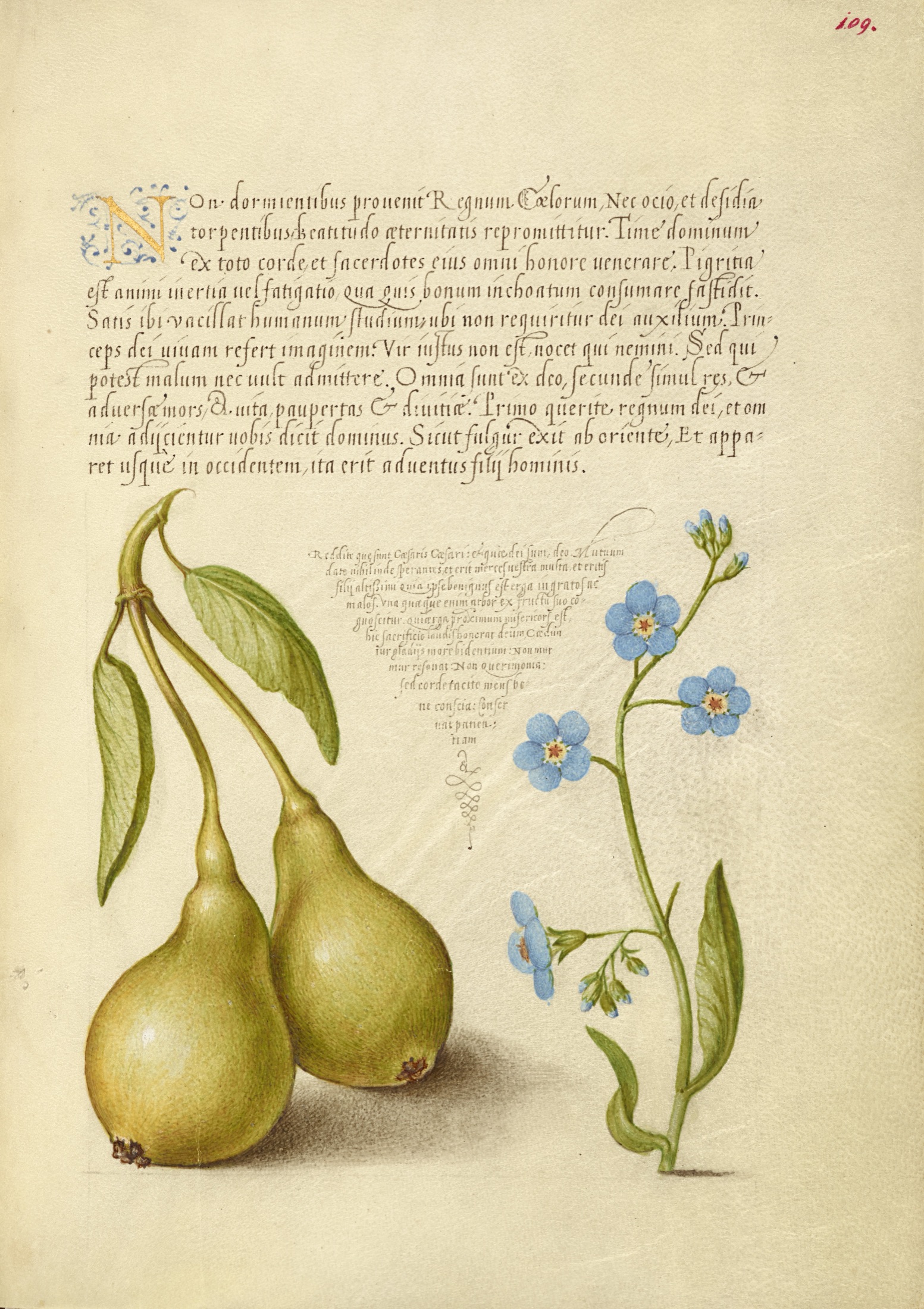Pear and Creeping Forget-Me-Not — Joris Hoefnagel (Illuminator); Georg Bocskay (Scribe)