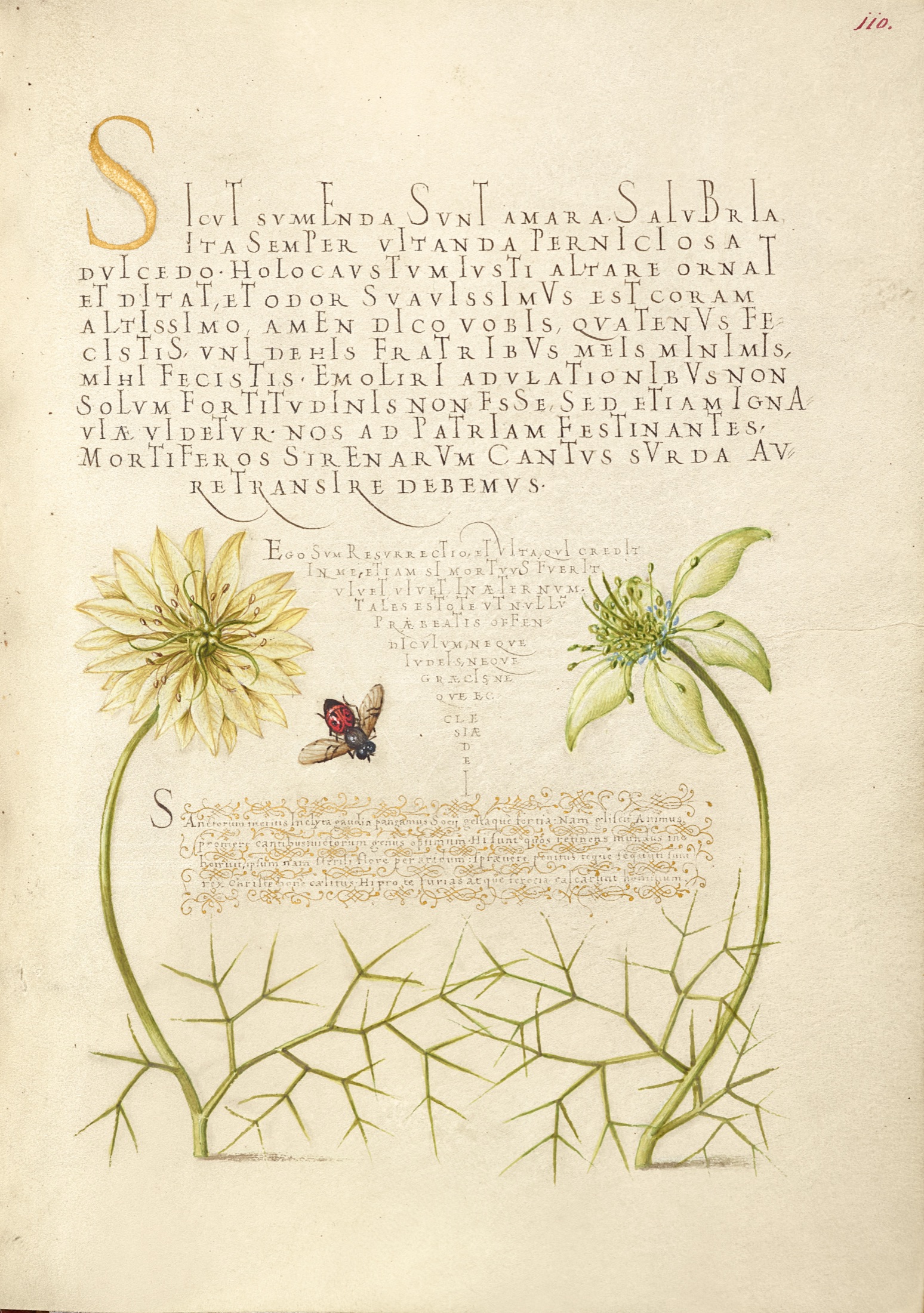 Black Cumins and Insect — Joris Hoefnagel (Illuminator); Georg Bocskay (Scribe)