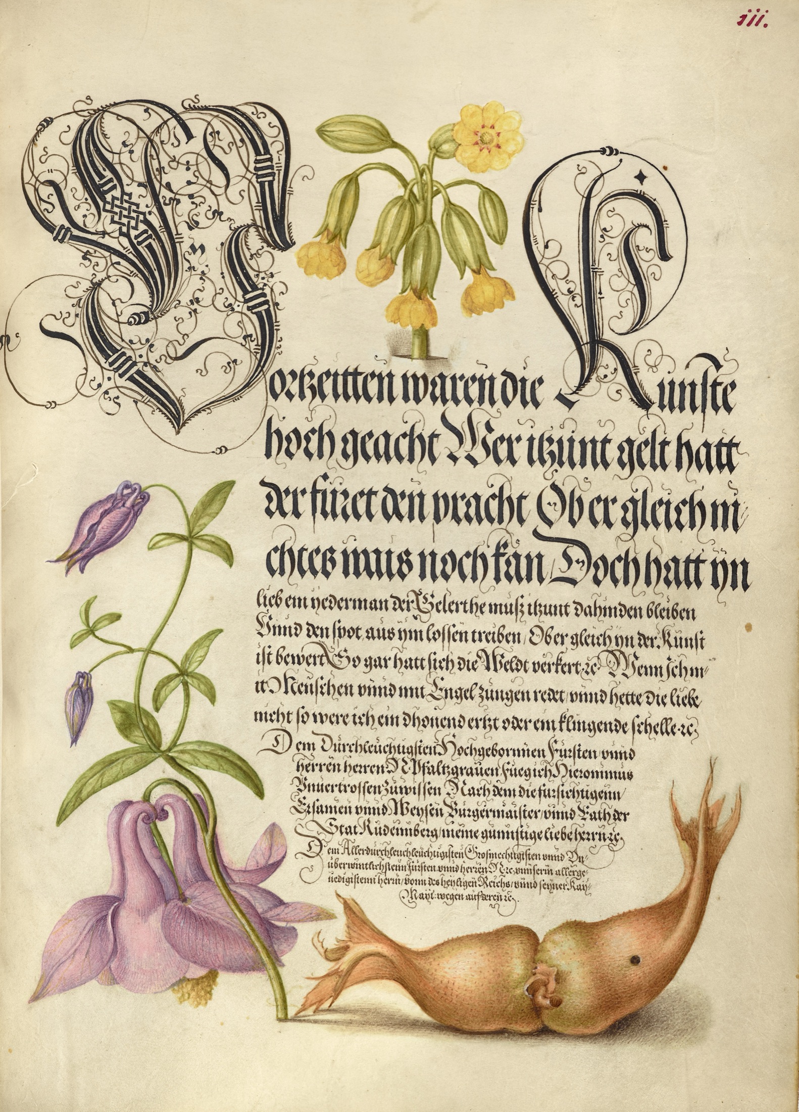 Cowslip, European Columbine, and Giant Filbert — Joris Hoefnagel (Illuminator); Georg Bocskay (Scribe)