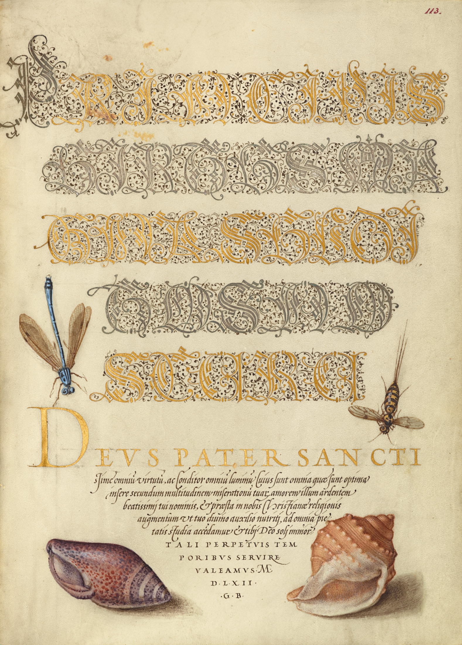 Damselfly, Insect, and Marine Mollusks — Joris Hoefnagel (Illuminator); Georg Bocskay (Scribe)