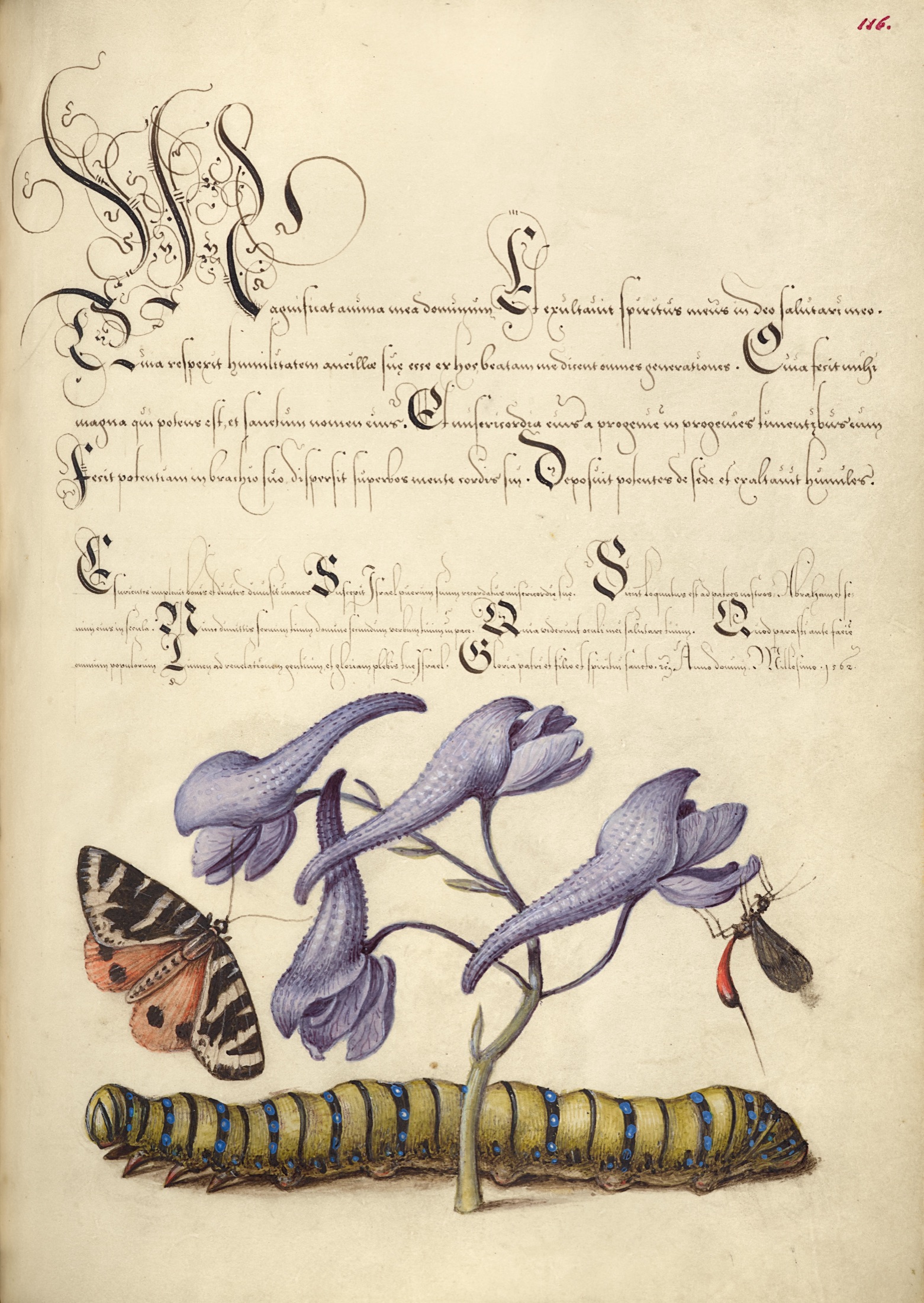 Scarlet Tiger-Moth, Larkspur, Insect, and Caterpillar — Joris Hoefnagel (Illuminator); Georg Bocskay (Scribe)