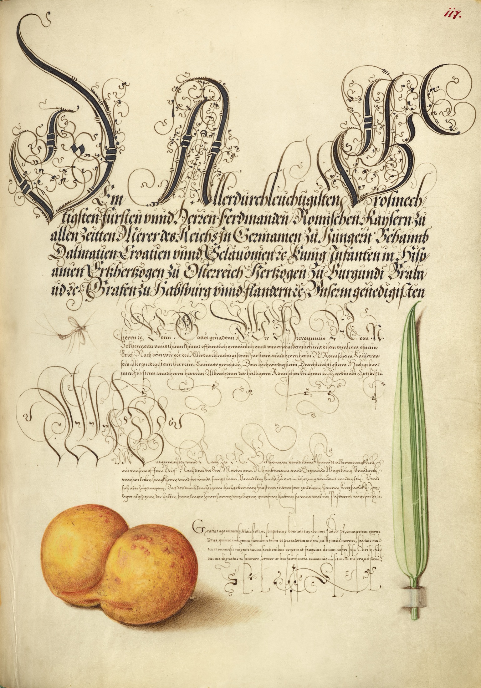 Mayfly, Apricot, and Reed Grass — Joris Hoefnagel (Illuminator); Georg Bocskay (Scribe)