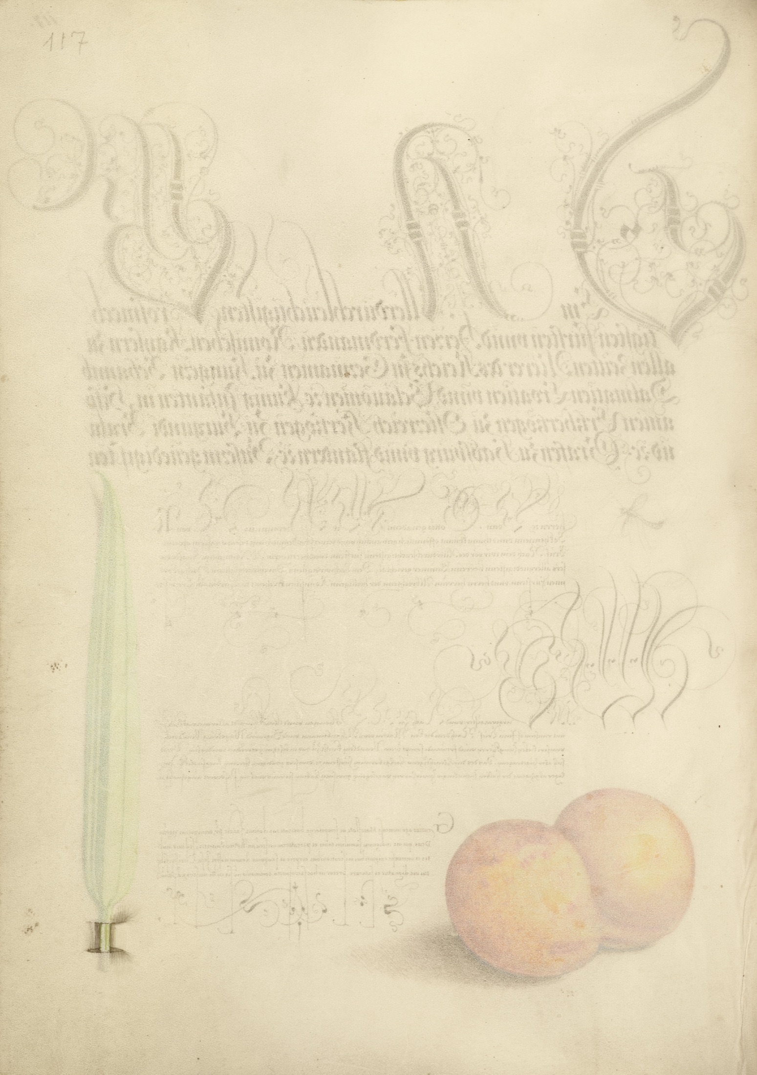 Trompe l'Oeil Stem of Reed Grass — Joris Hoefnagel (Illuminator)