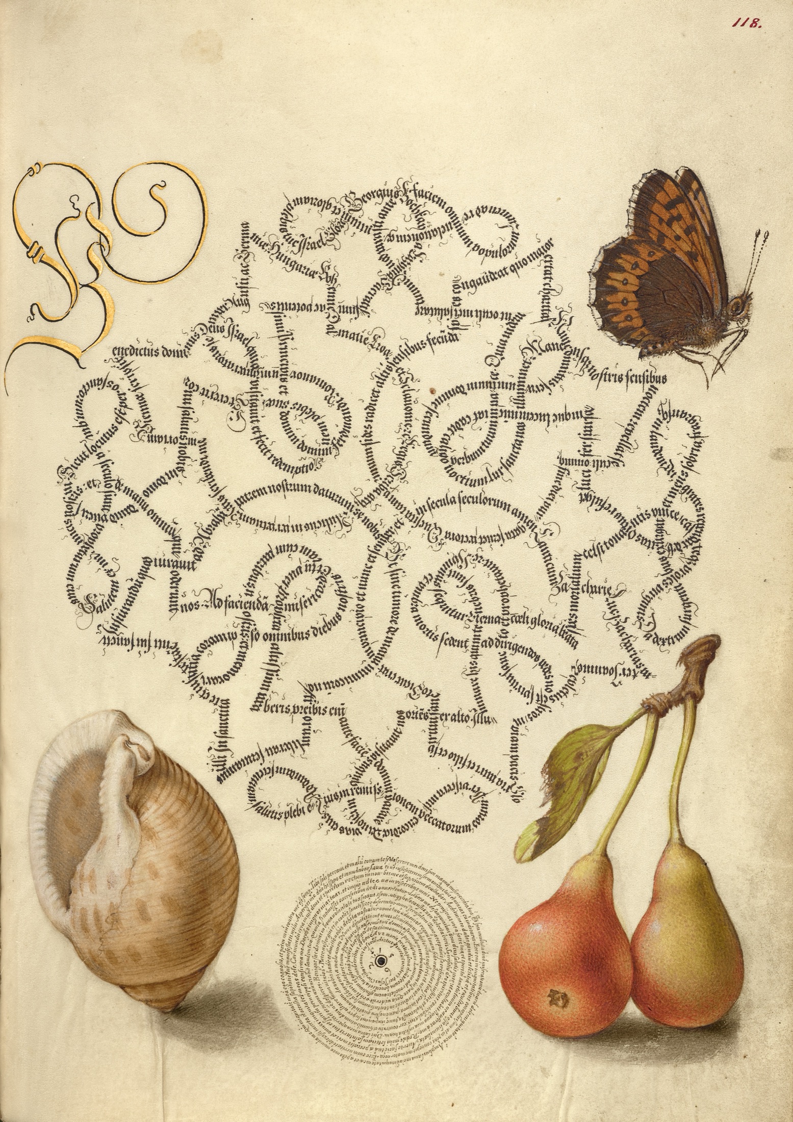 Butterfly, Marine Mollusk, and Pear — Joris Hoefnagel (Illuminator); Georg Bocskay (Scribe)