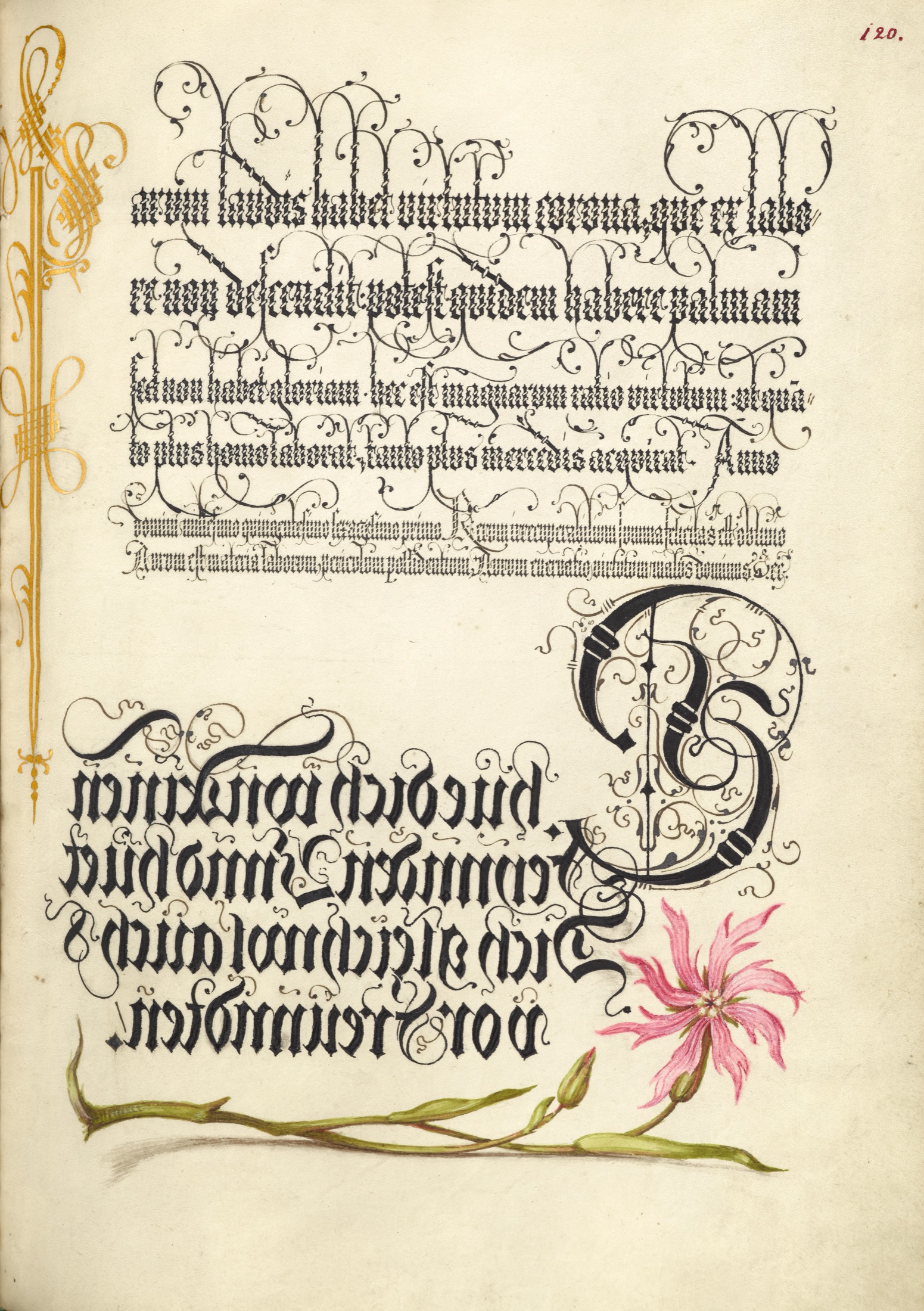 Cuckoo Flower — Joris Hoefnagel (Illuminator); Georg Bocskay (Scribe)