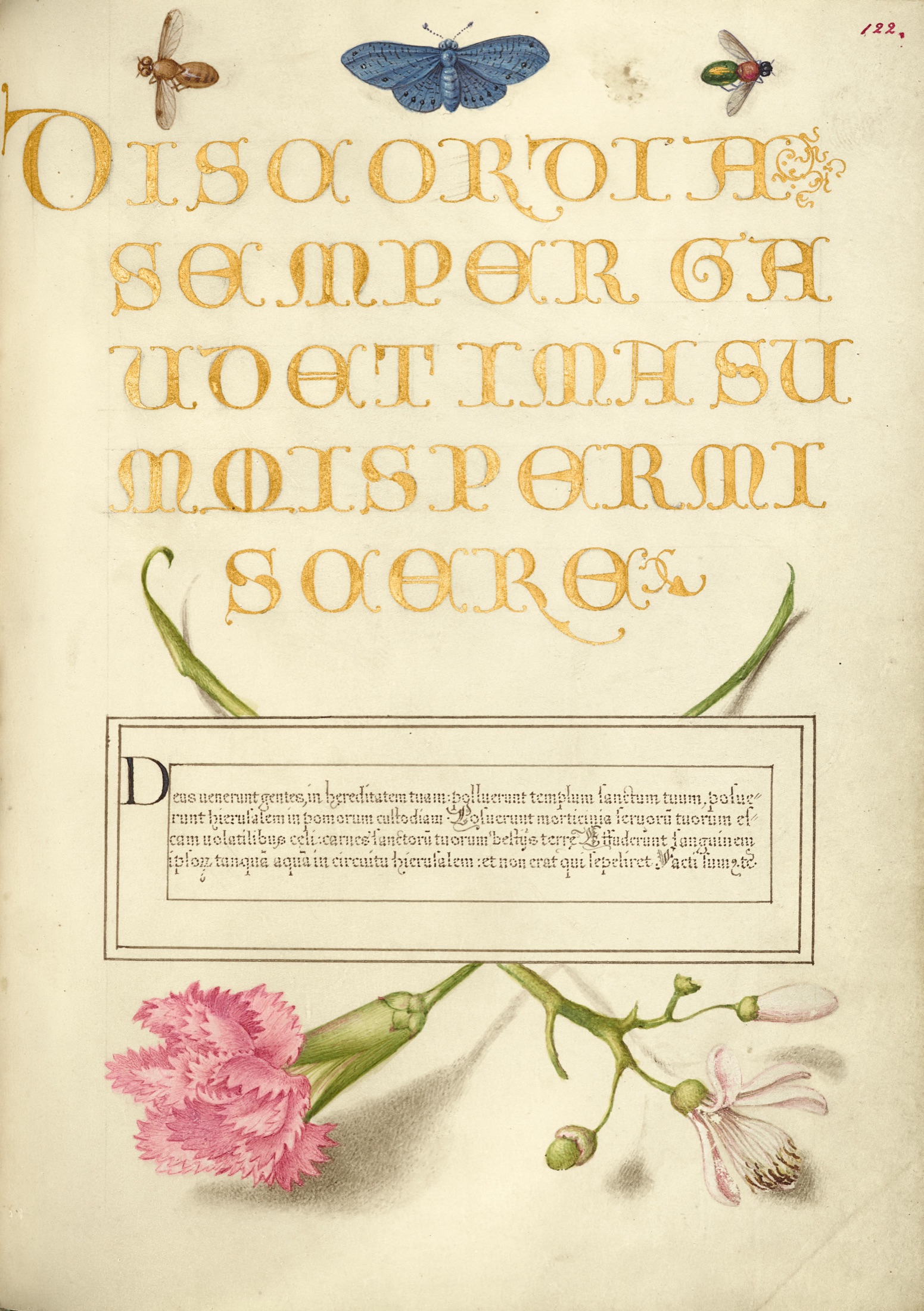 Insects, Carnation, and Judas Tree — Joris Hoefnagel (Illuminator); Georg Bocskay (Scribe)