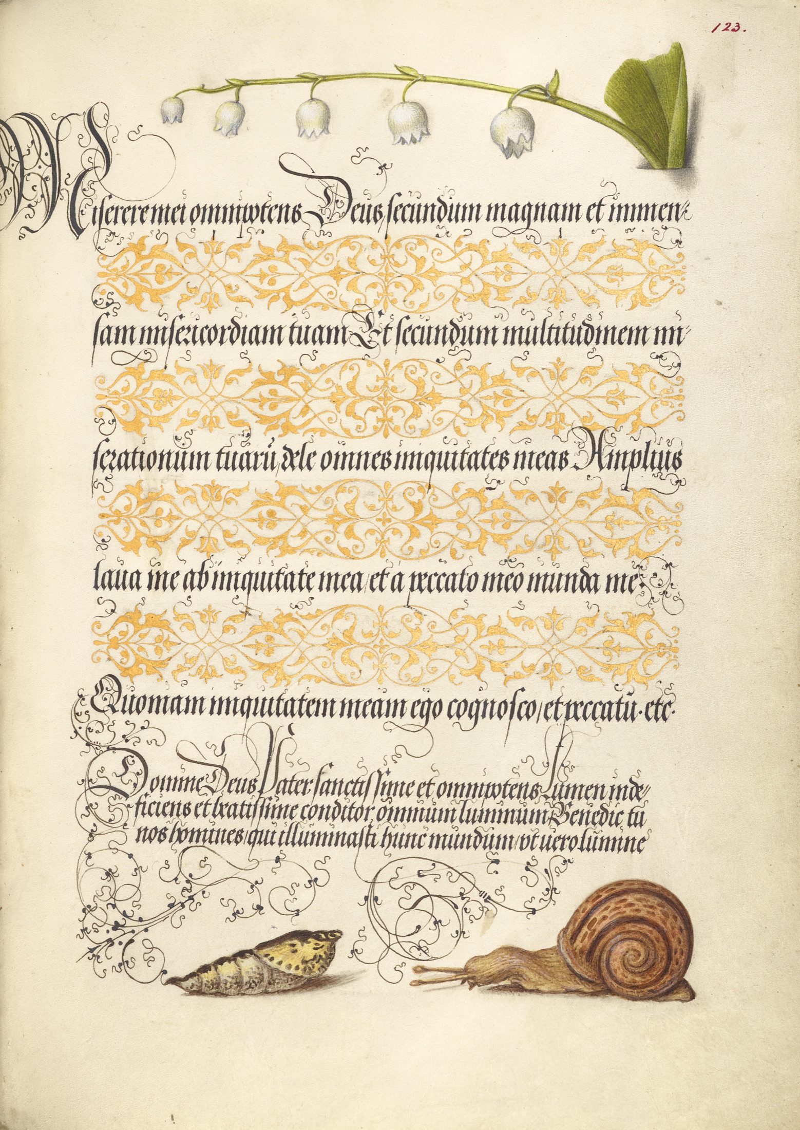 Lily-of-the-Valley, Pupa, and Land Snail — Joris Hoefnagel (Illuminator); Georg Bocskay (Scribe)