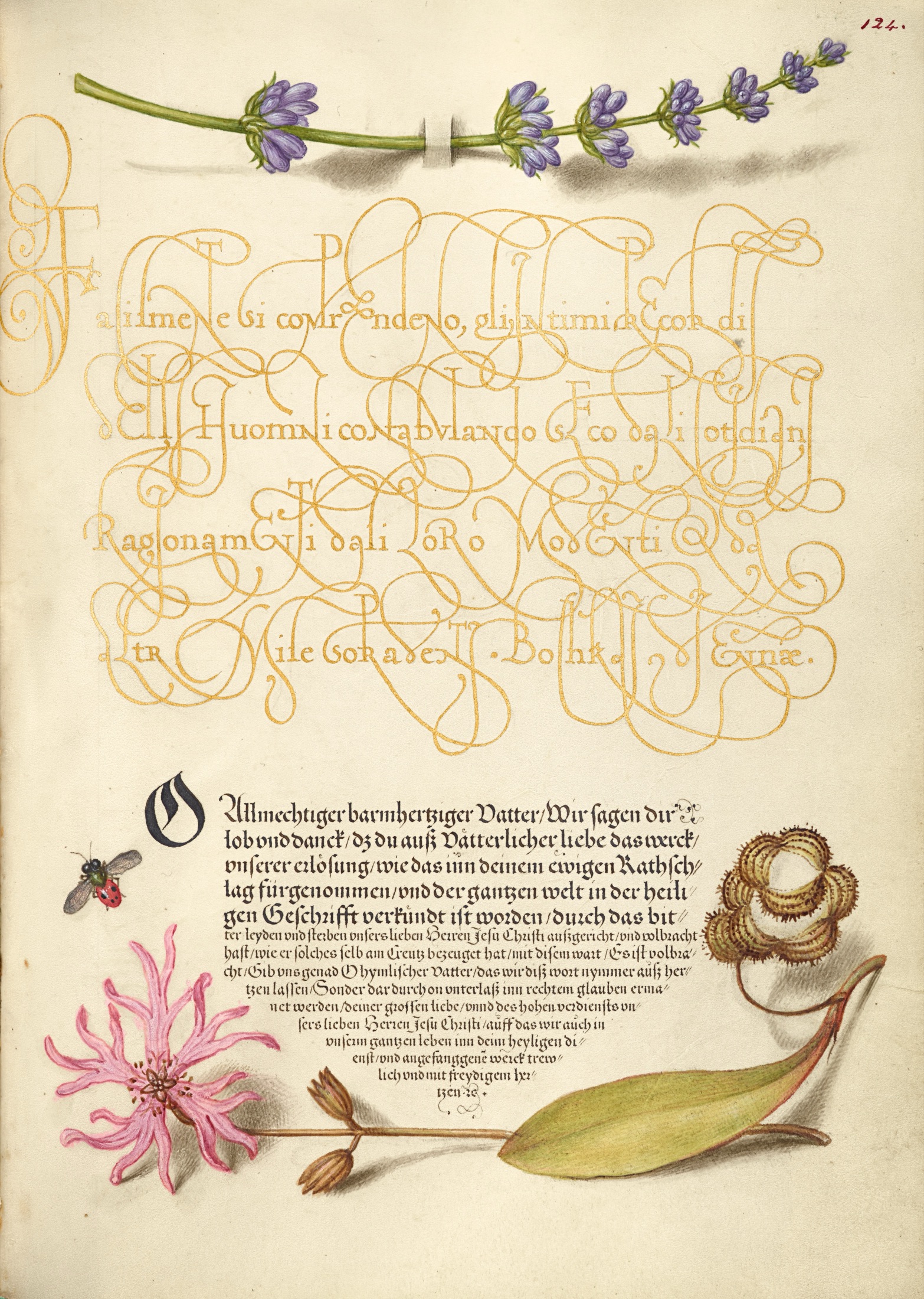 Hyssop, Insect, and Cuckoo Flower — Joris Hoefnagel (Illuminator); Georg Bocskay (Scribe)