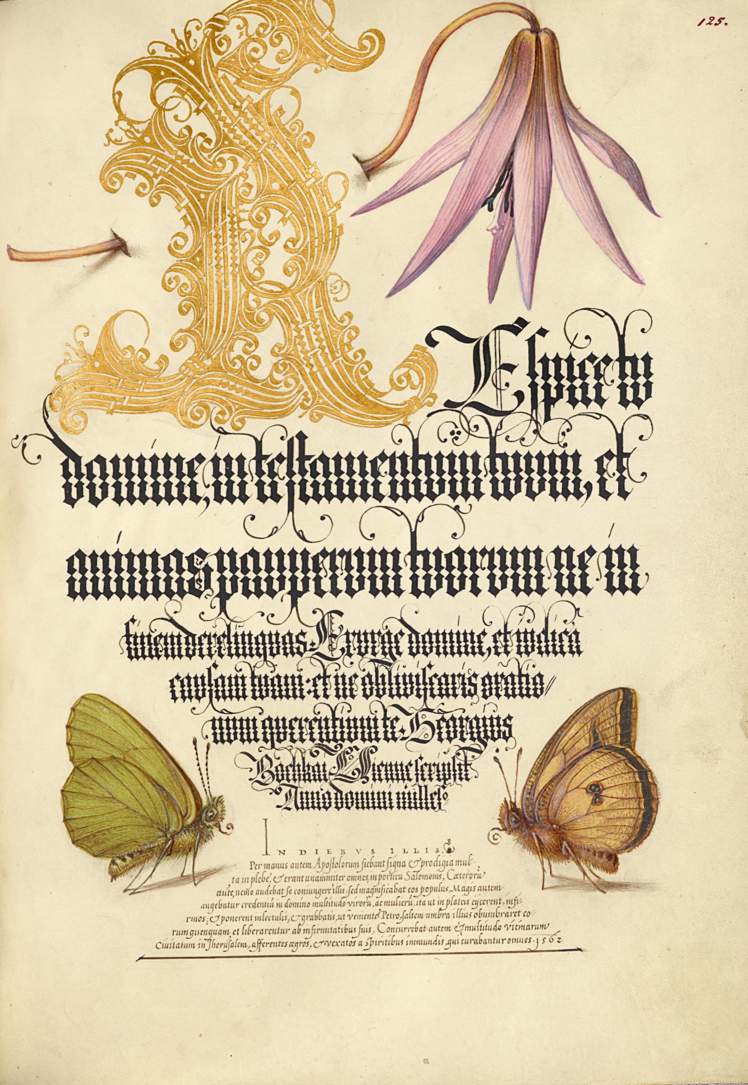 Dog-Tooth Violet and Butterflies — Joris Hoefnagel (Illuminator); Georg Bocskay (Scribe)