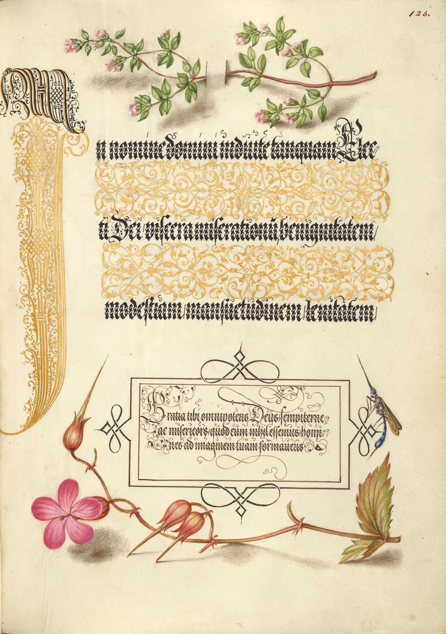 Basil Thyme, Insect, and Herb Robert — Joris Hoefnagel (Illuminator); Georg Bocskay (Scribe)