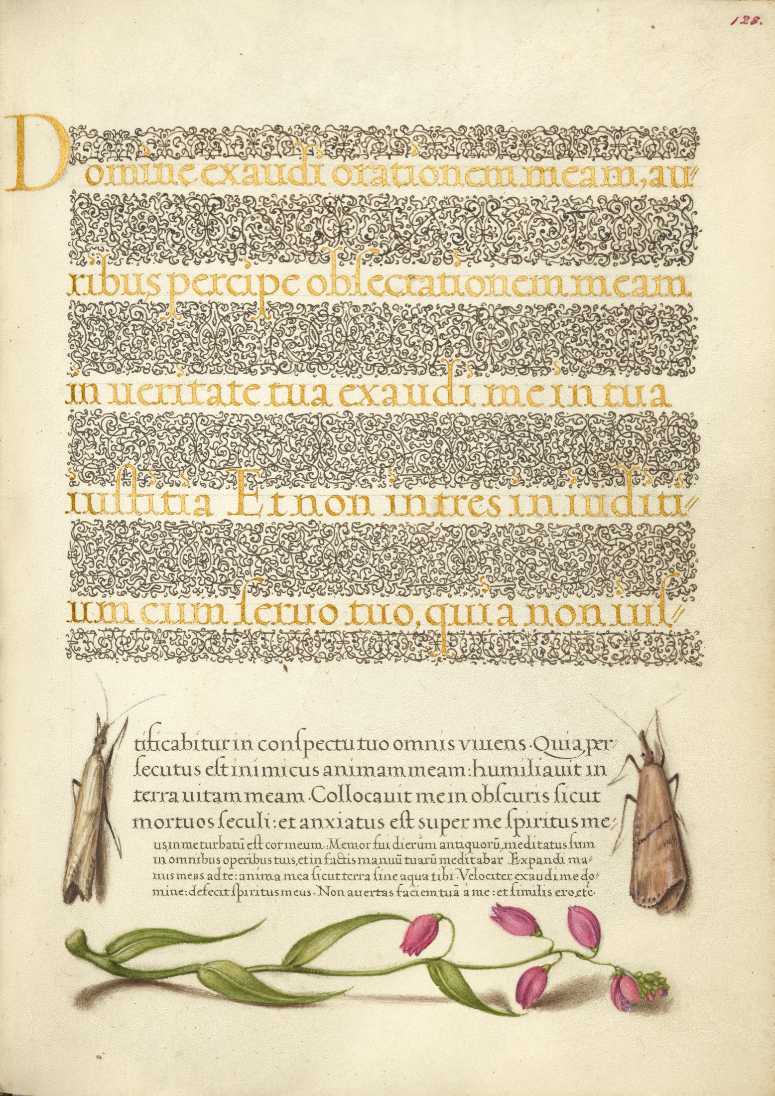 Grass Moths and Milkwort — Joris Hoefnagel (Illuminator); Georg Bocskay (Scribe)