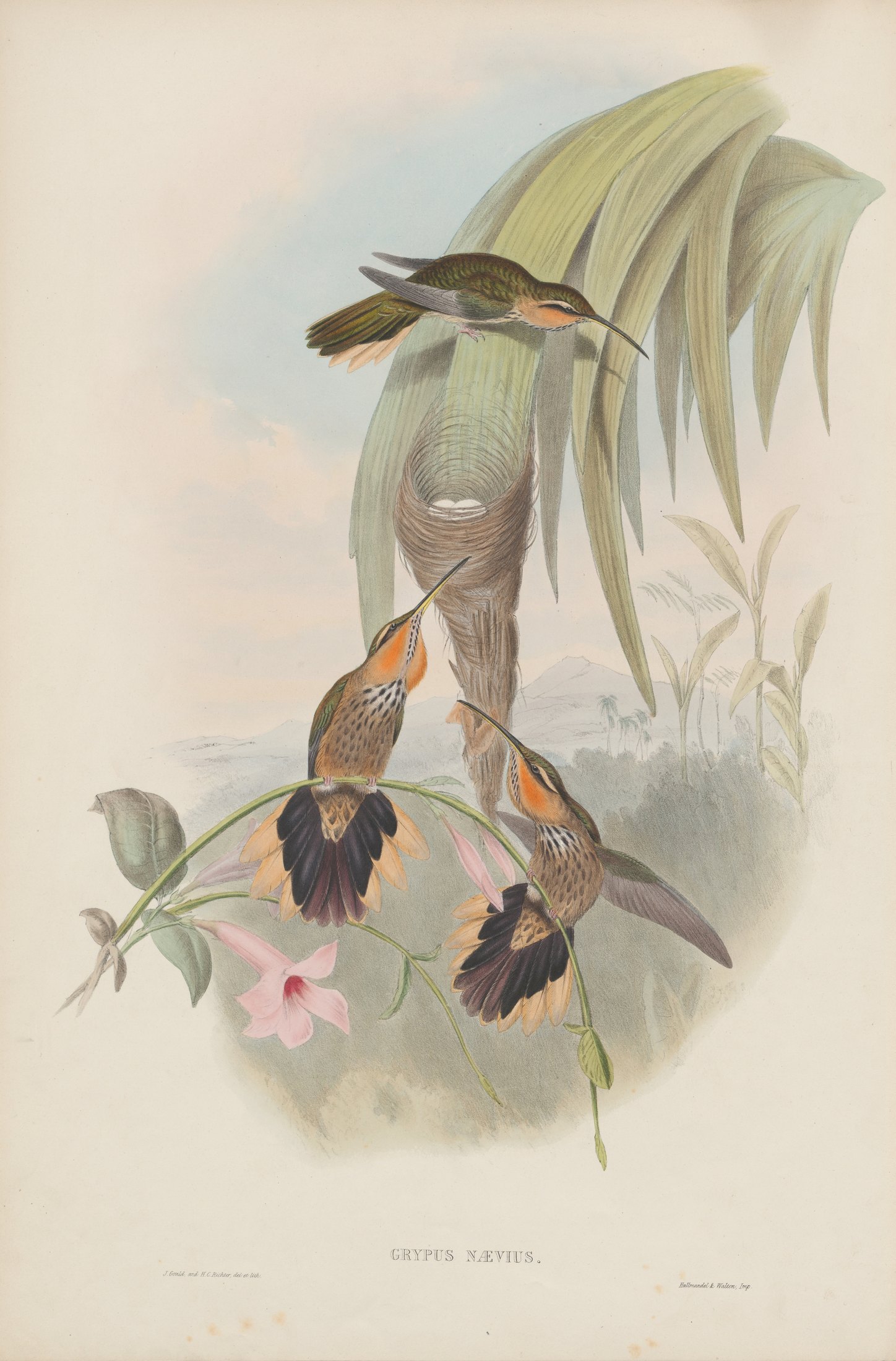 Grypus naevius — John Gould