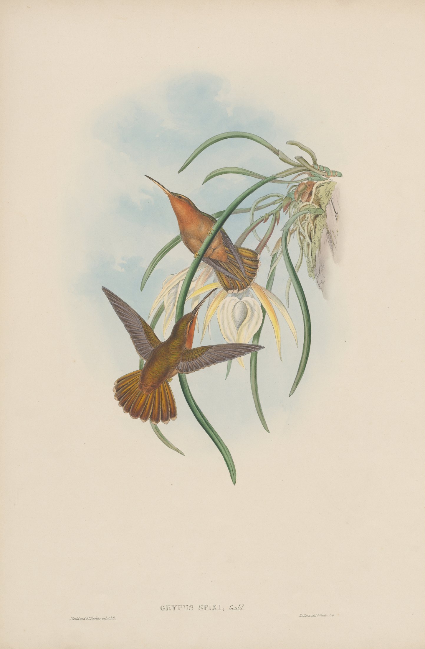 Grypus spixi, Gould — John Gould