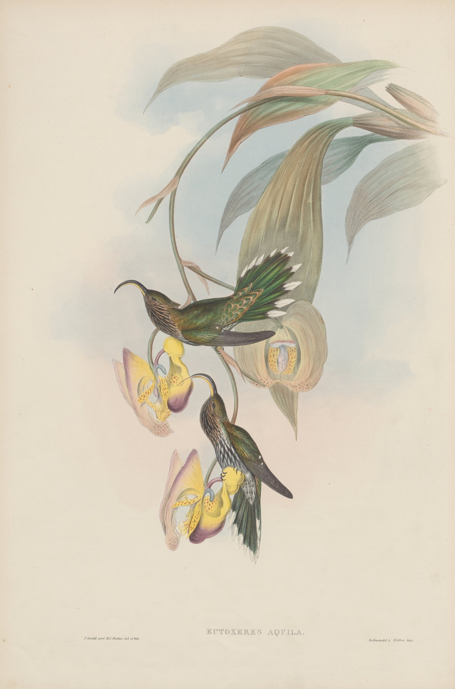 Eutoxeres aquila — John Gould