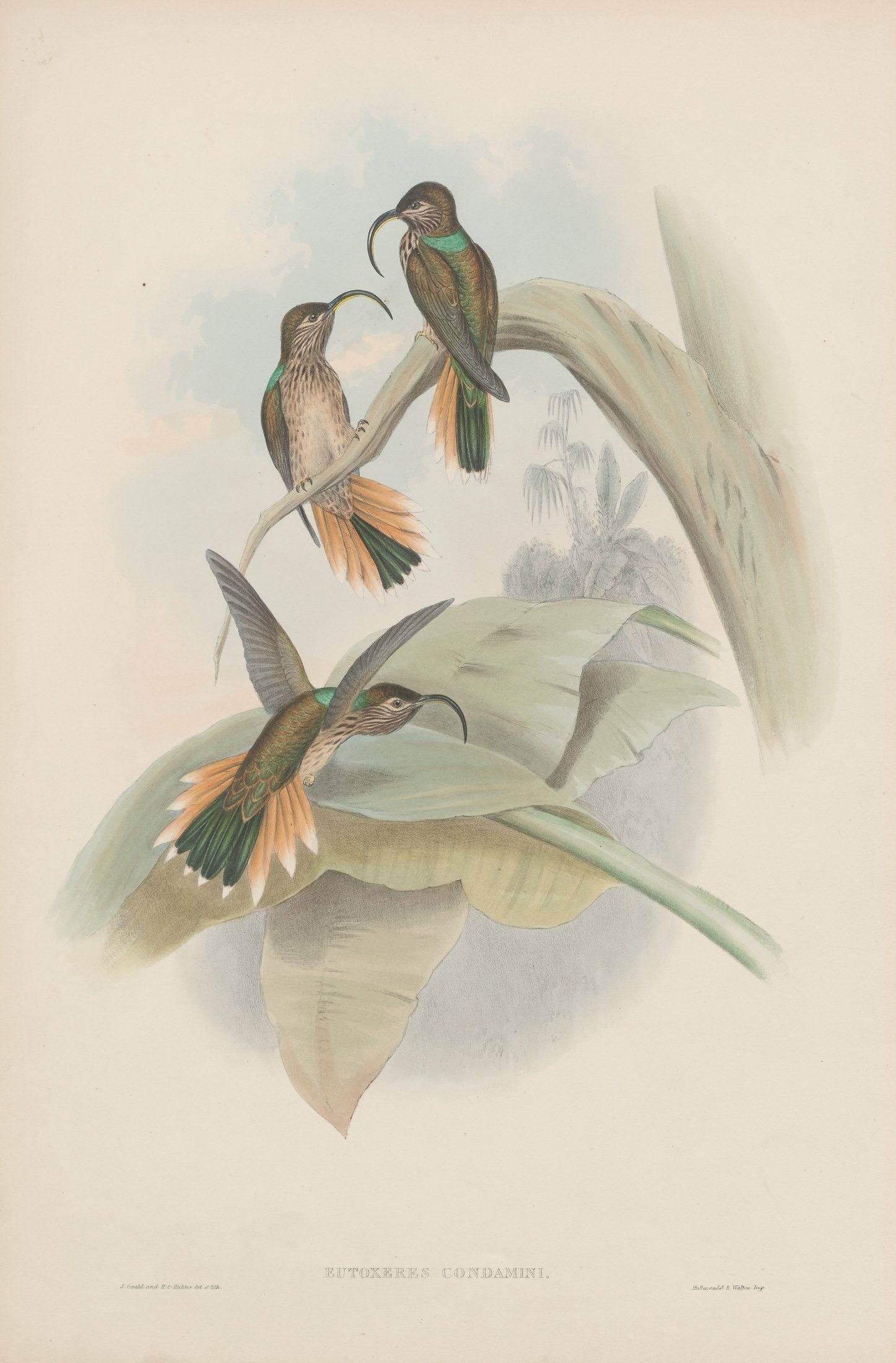Eutoxeres condamini — John Gould