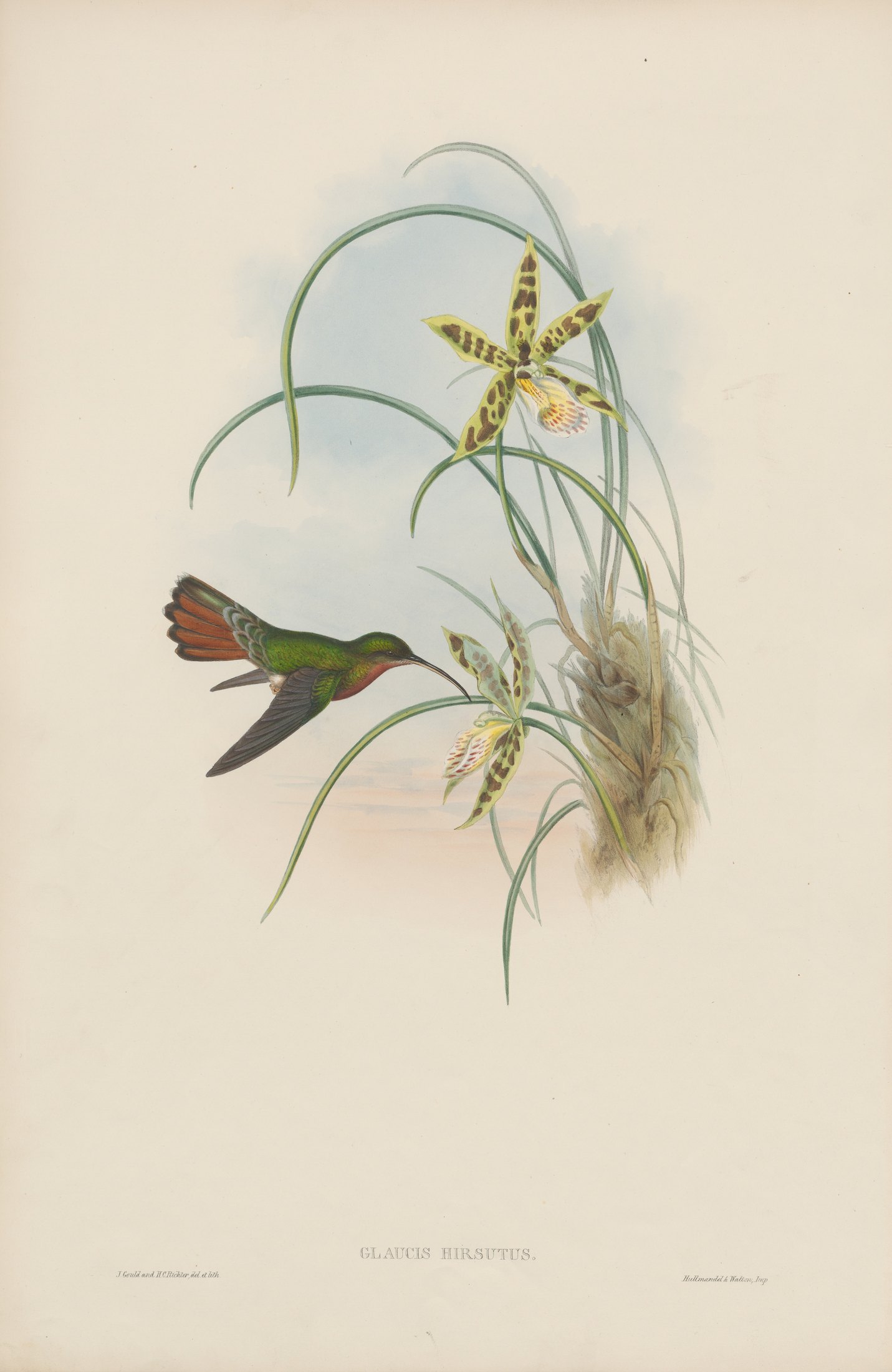 Glaucis hirsuta — John Gould