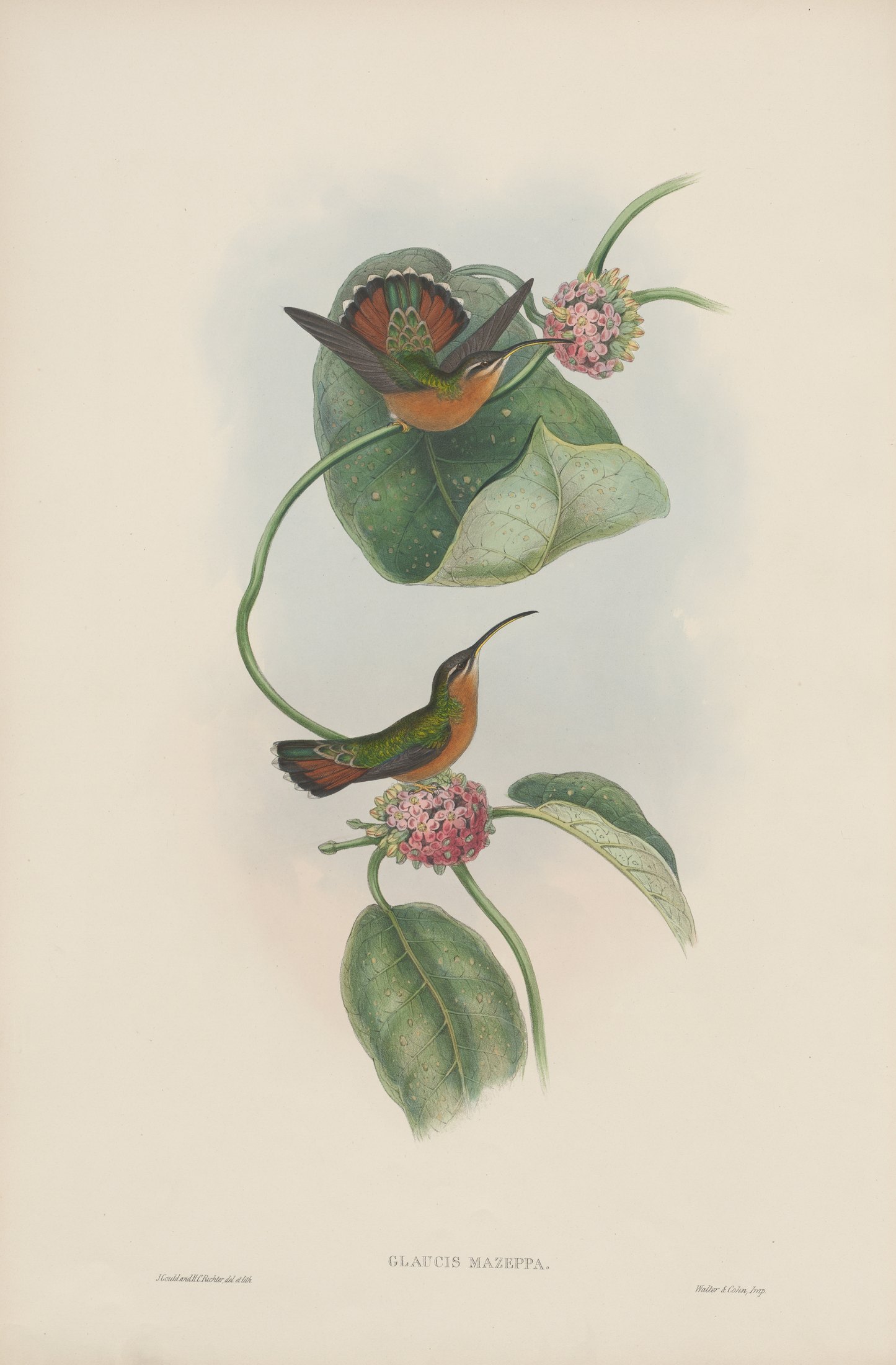 Glaucis mazeppa — John Gould