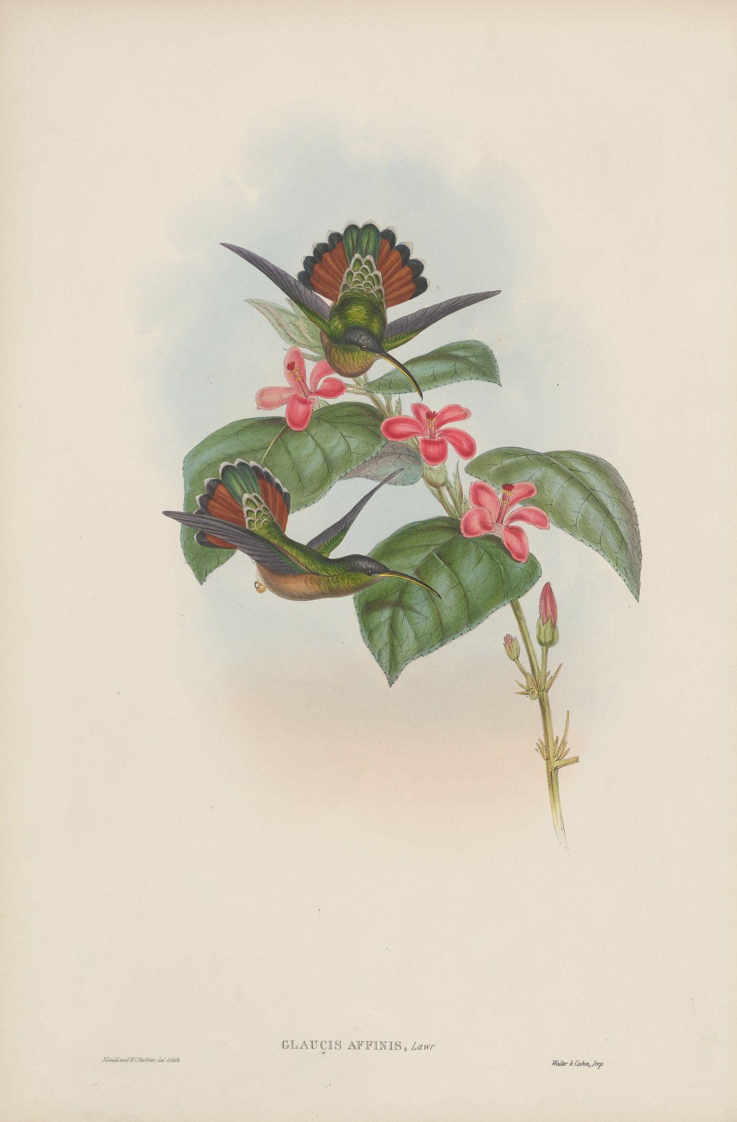 Glaucis affinis, Lawr. — John Gould
