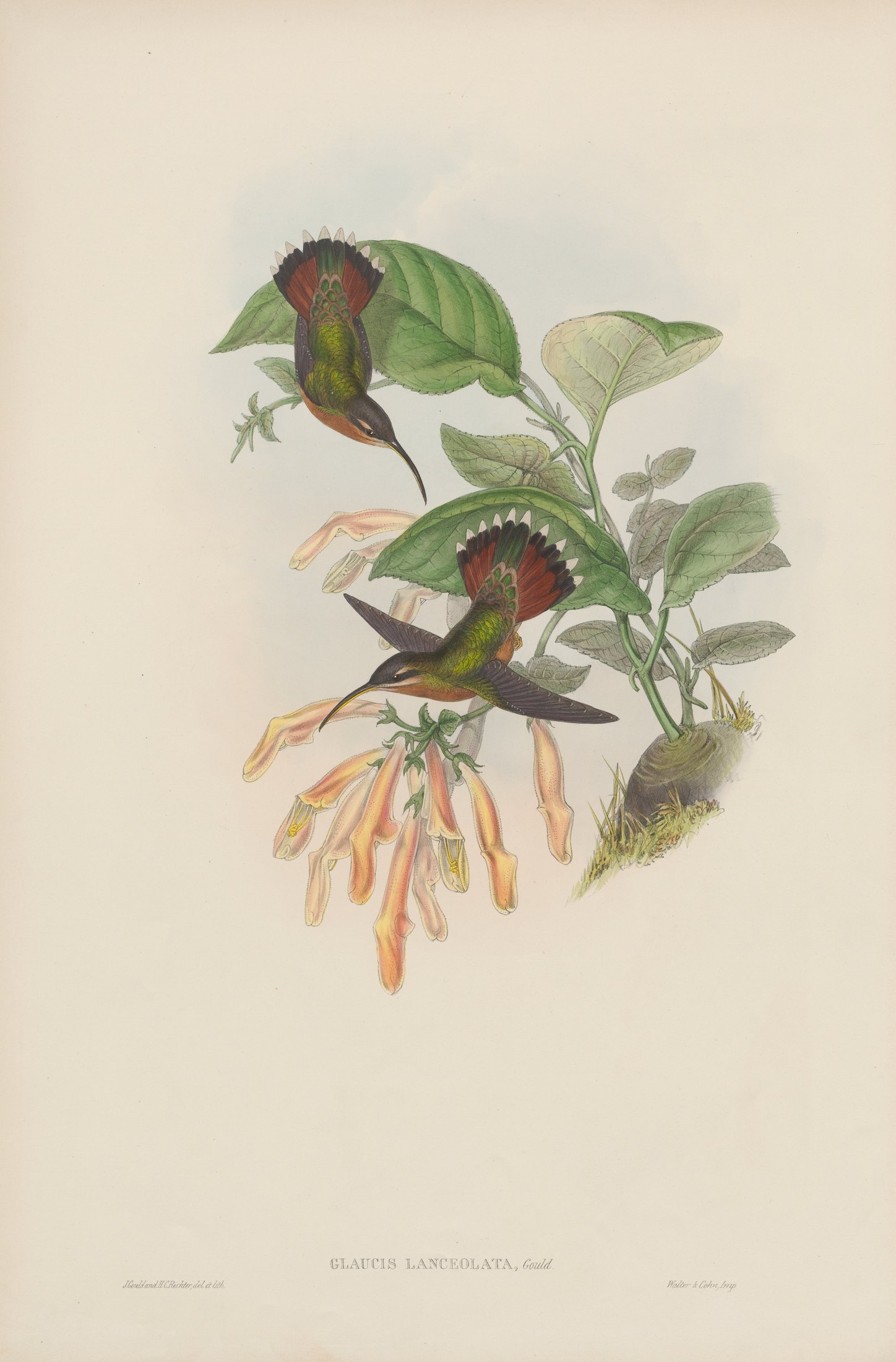 Glaucis lanceolata, Gould — John Gould