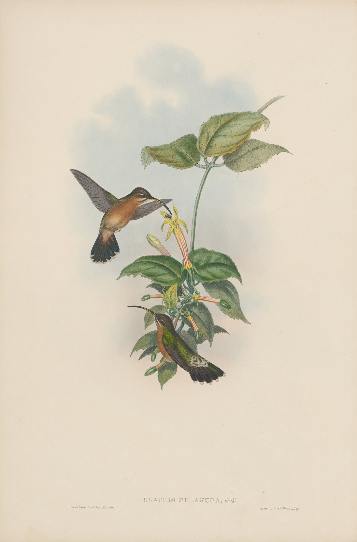 Glaucis melanura, Gould — John Gould