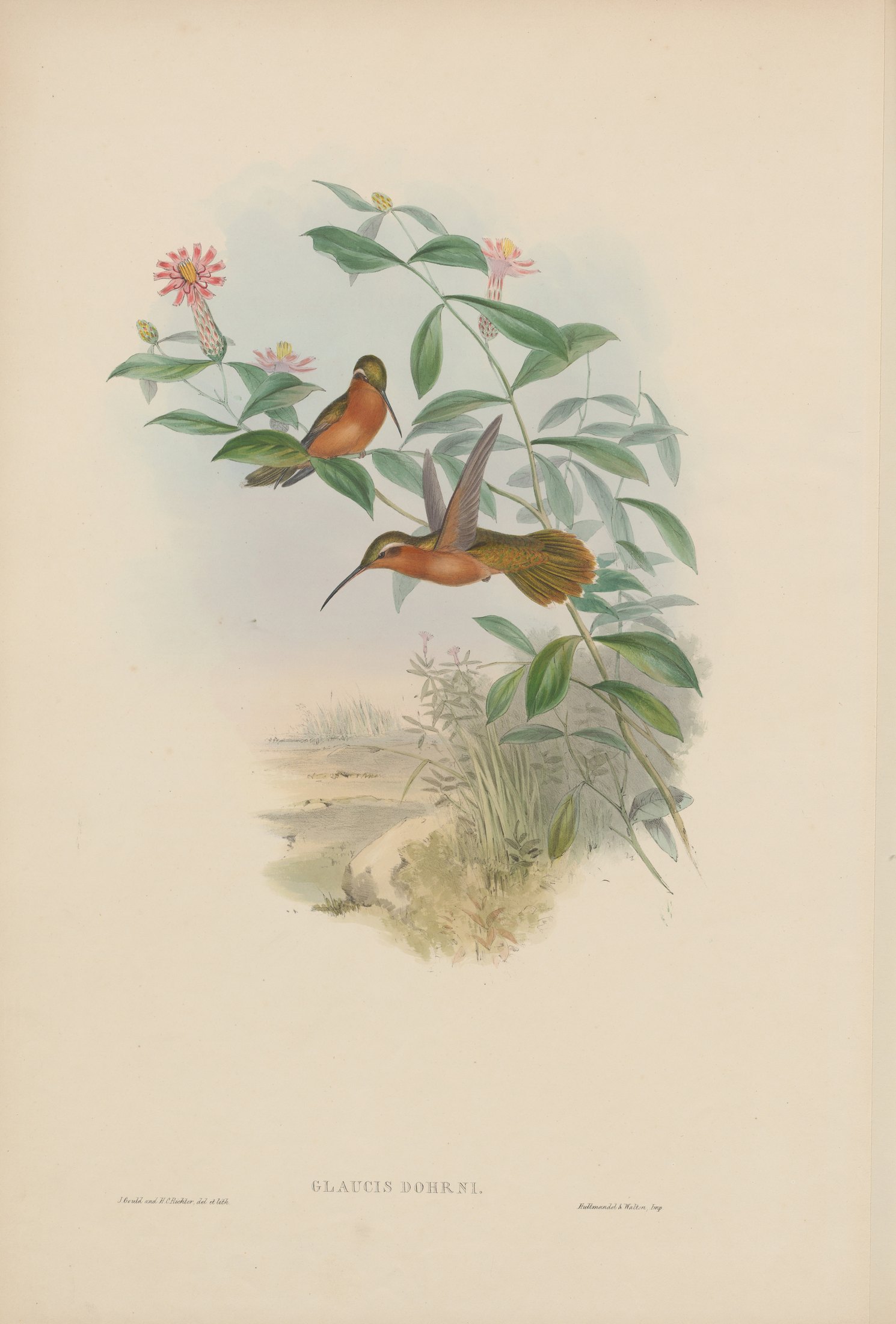 Glaucis dohrni — John Gould