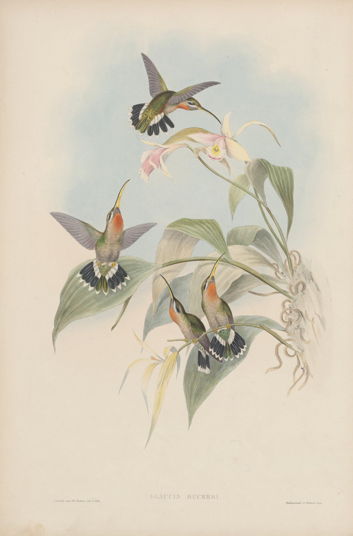 Glaucis ruckeri — John Gould