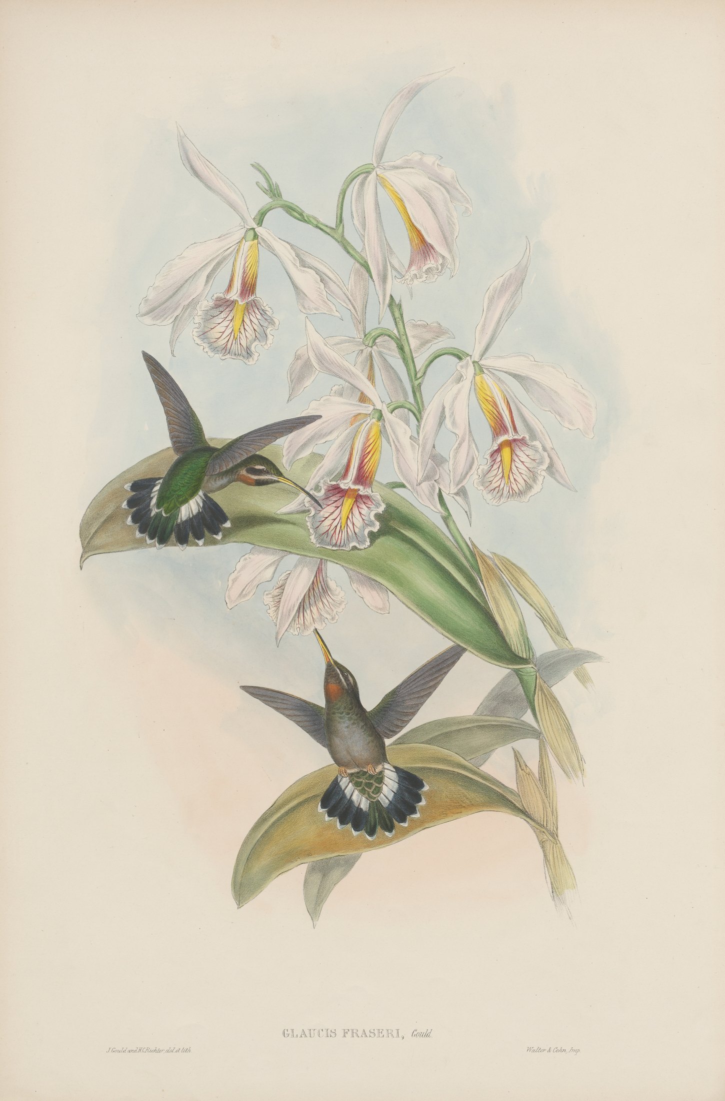 Glaucis fraseri, Gould — John Gould