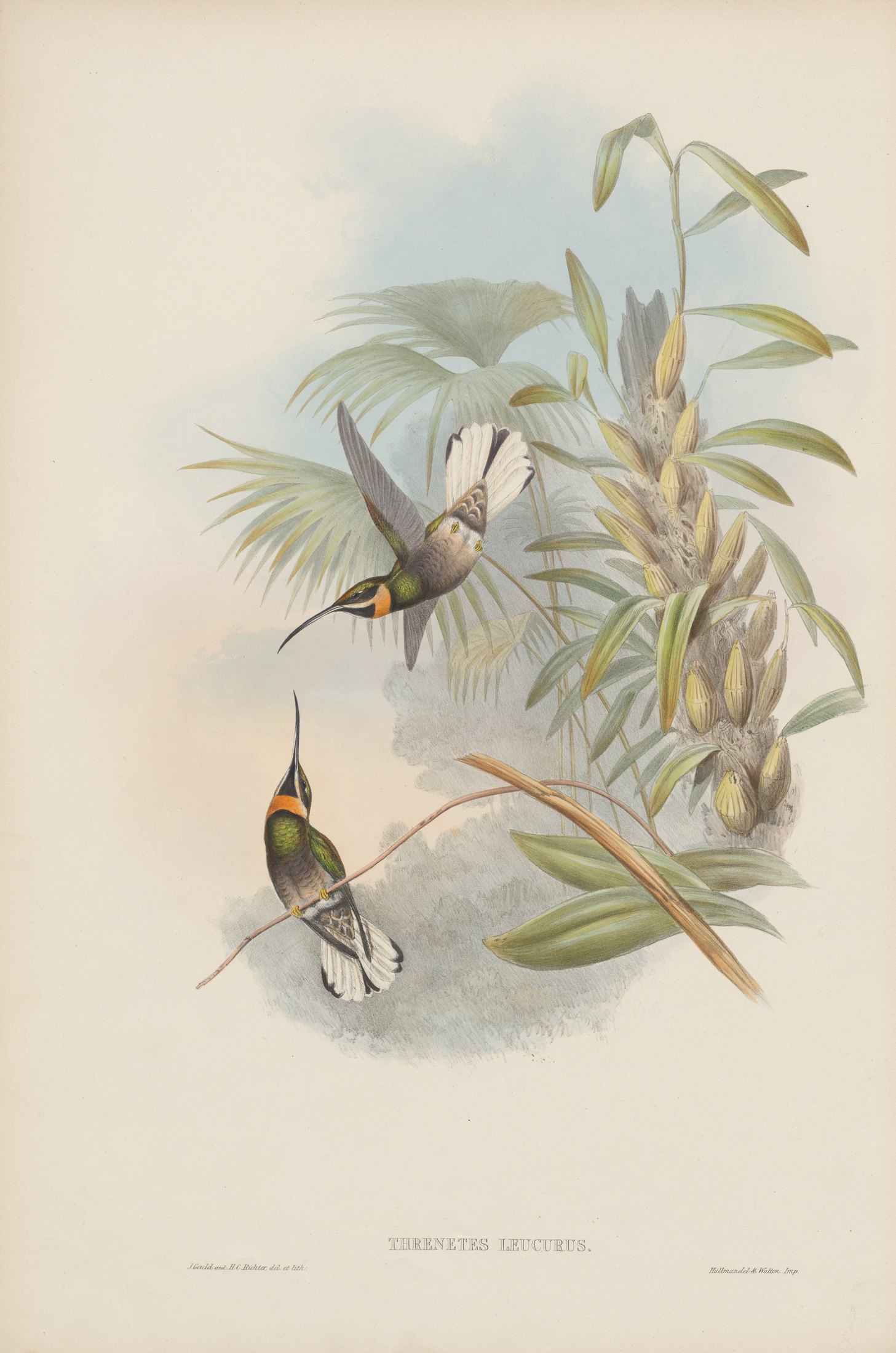 Threnetes leucurus — John Gould