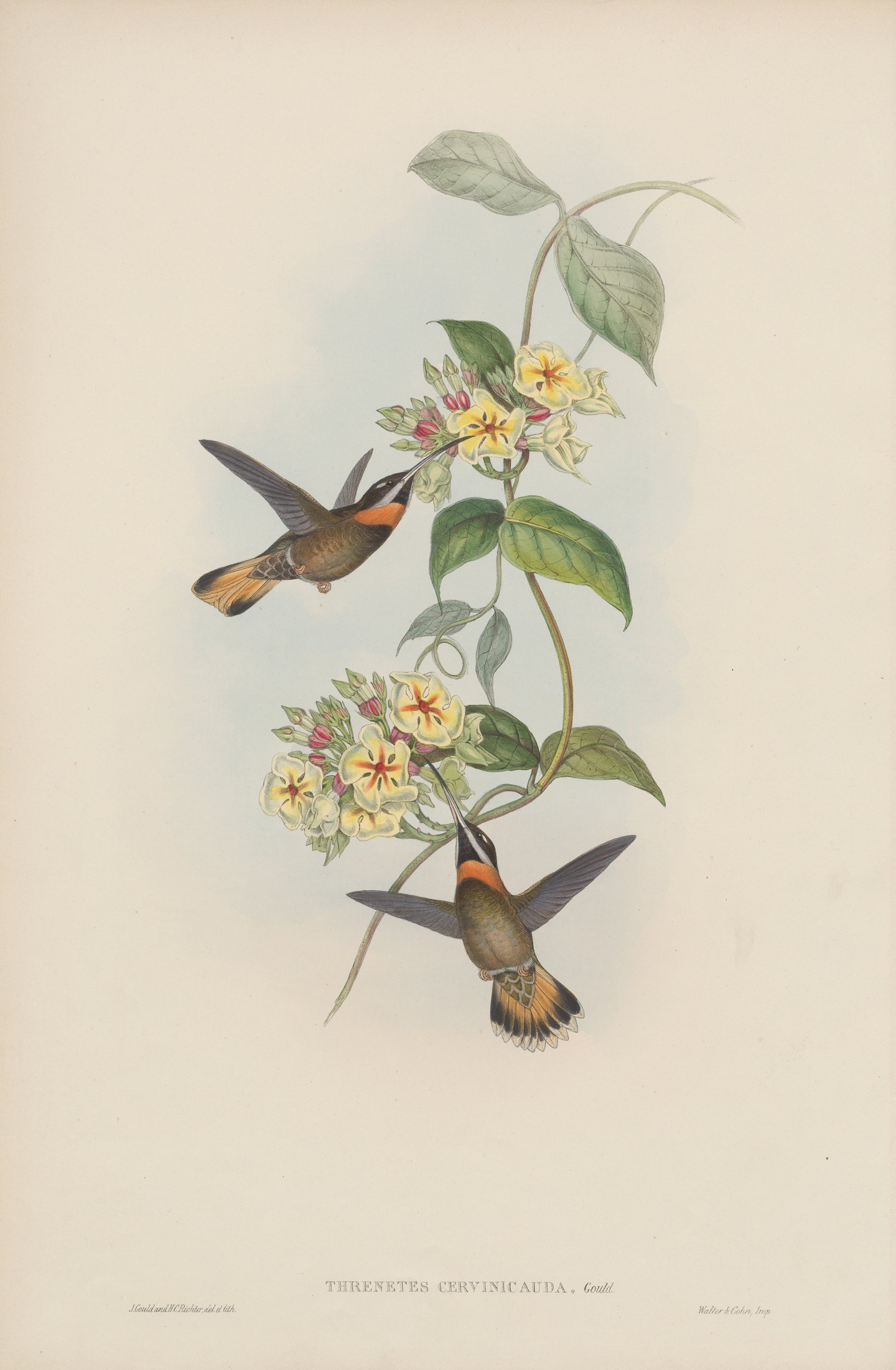 Threnetes cervinicauda, Gould — John Gould