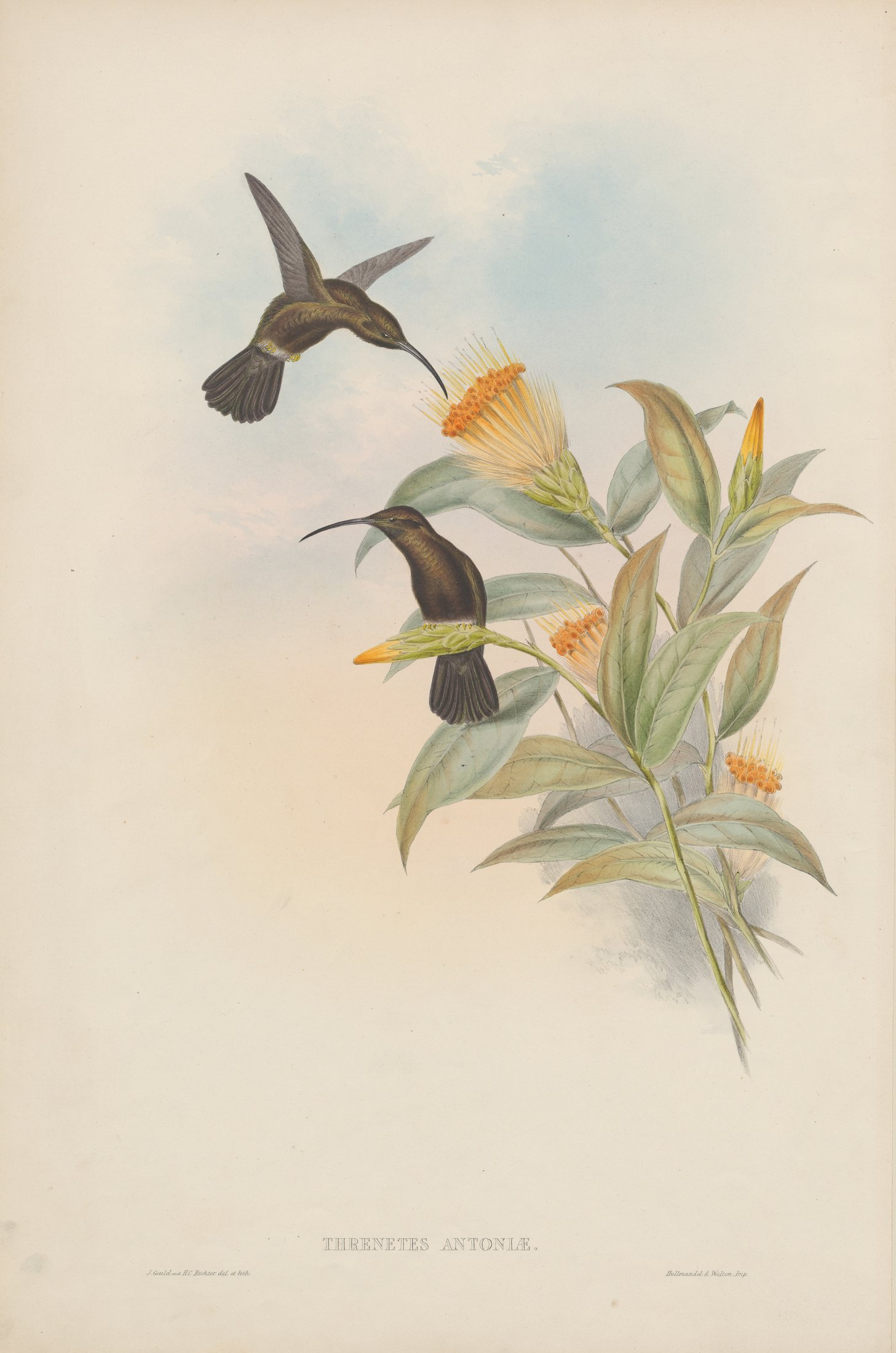 Threnetes antoniae — John Gould