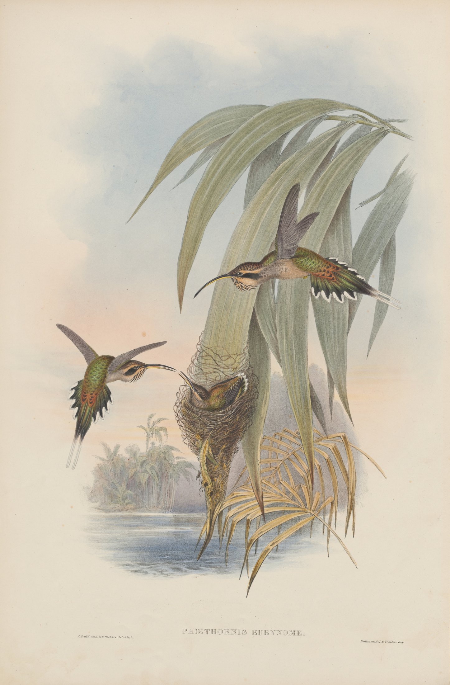 Phaëthornis eurynome — John Gould